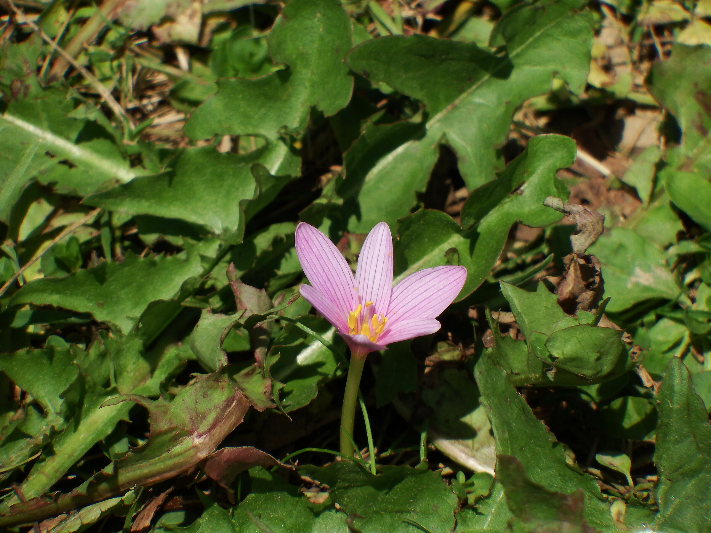 Walking at Lake Nymph - Sestola (MO) 3