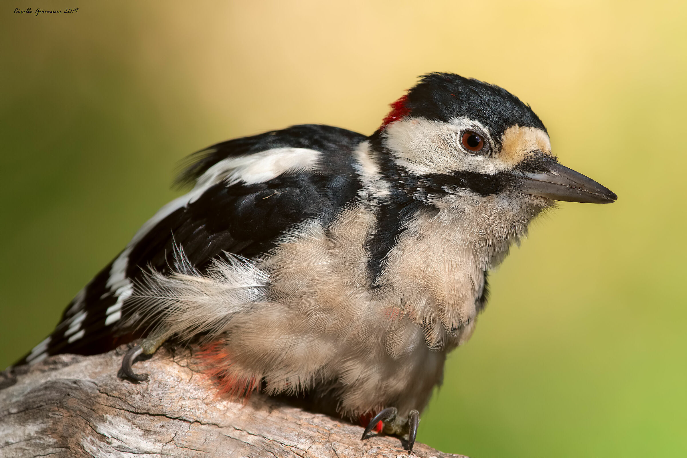 Il mio picchio rossso maggiore