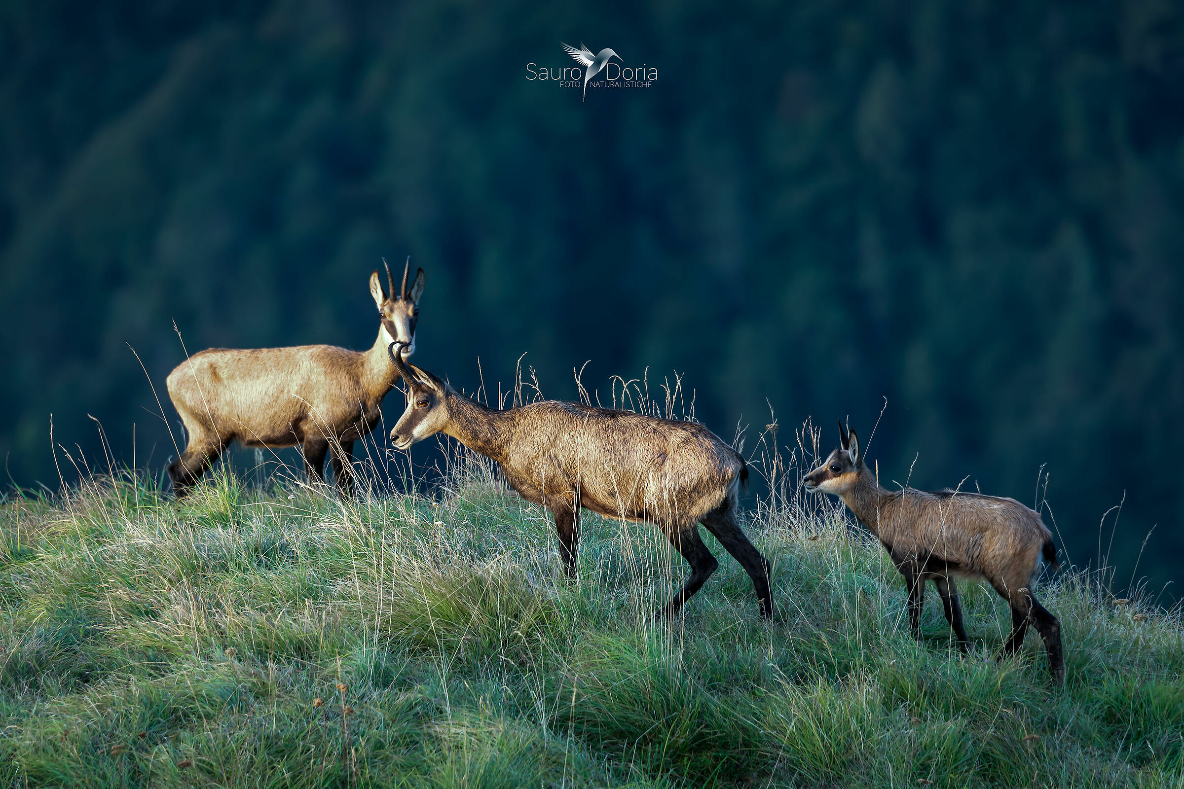 Camosci alle prime luci