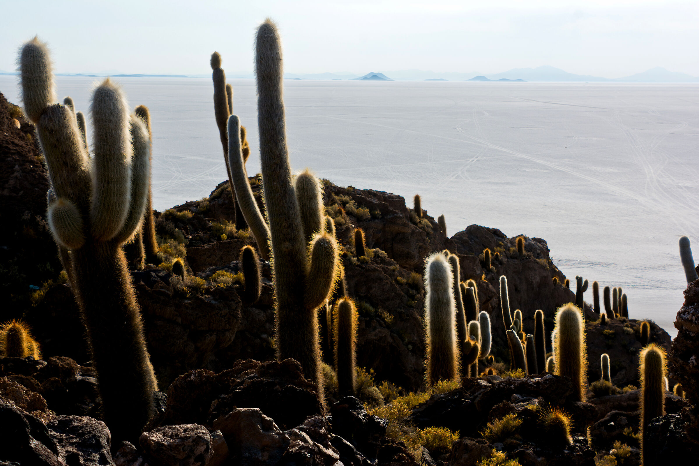 Isla del Pescado (Salar di Uyuni)