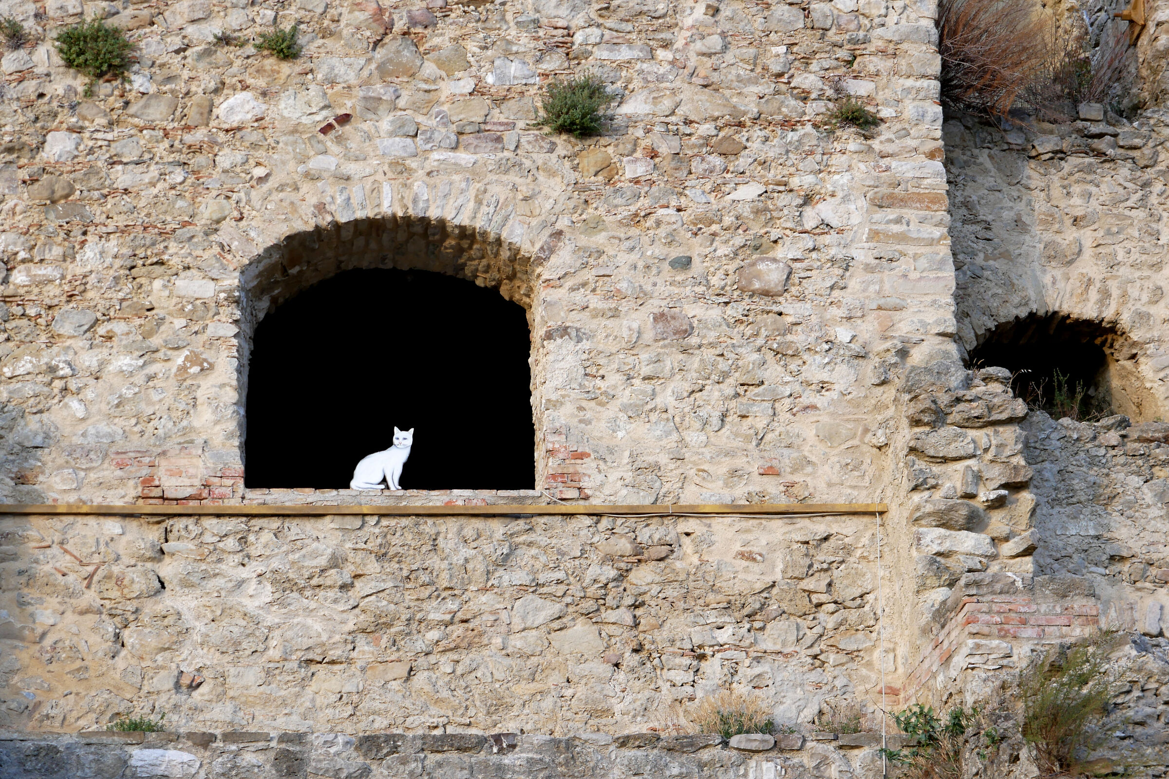 The cat is looking at you