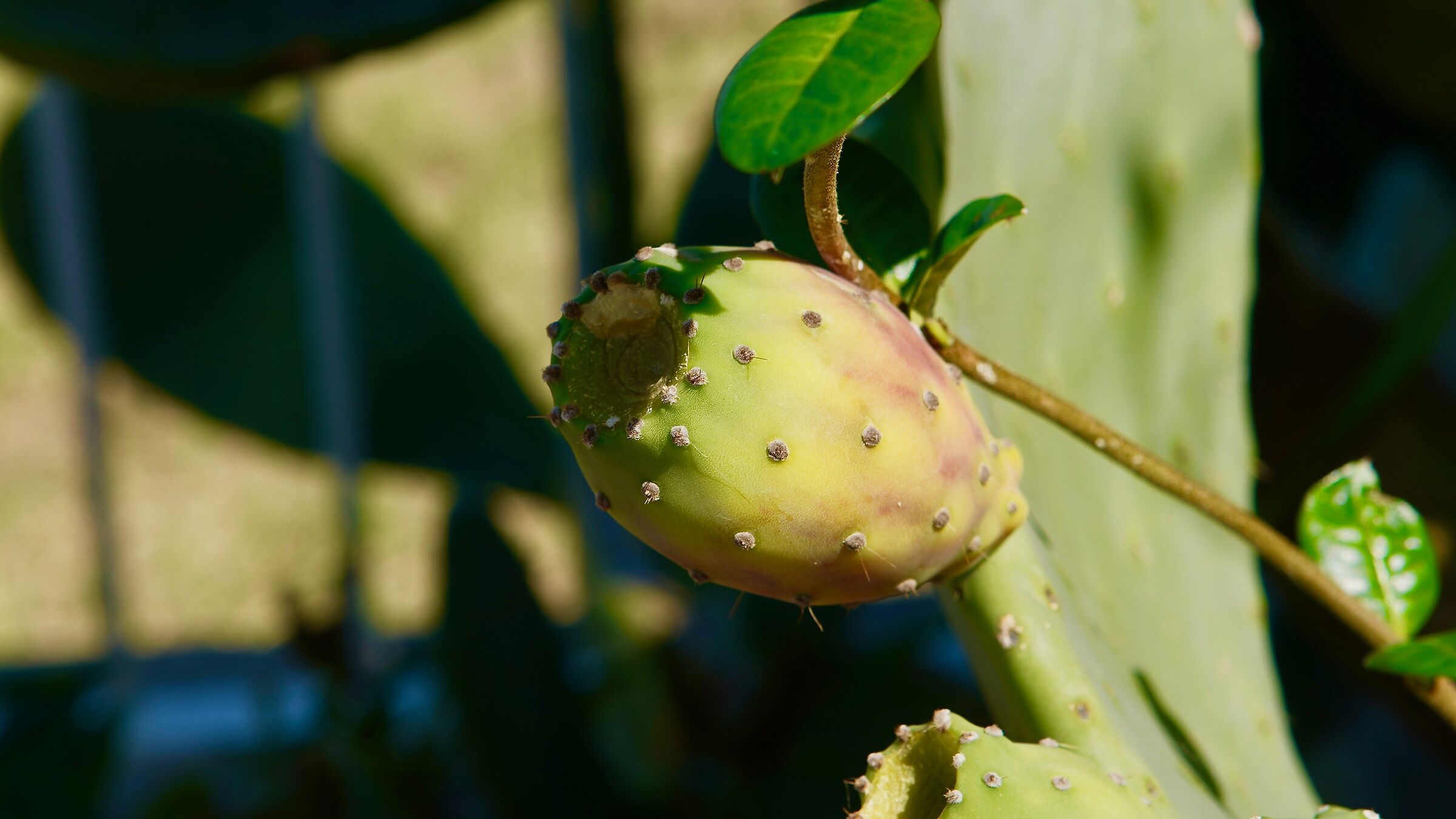 Fico d'India....per i più vanitosi