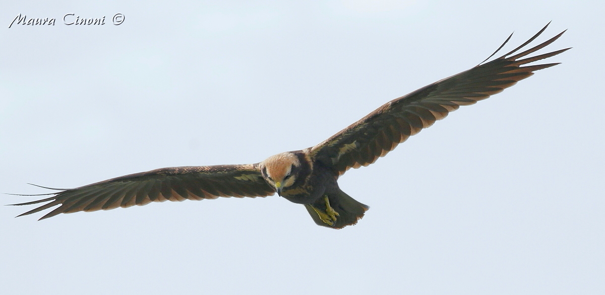 Falco di palude femmina