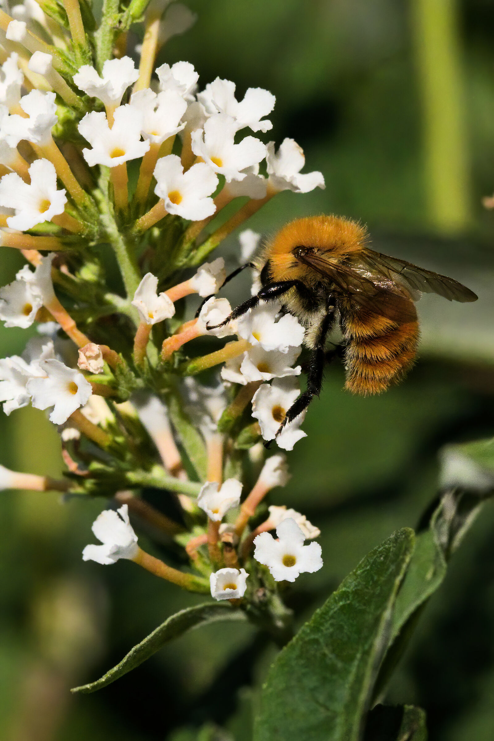 Topaz Denoise AI test at 6400 ISO with 7D