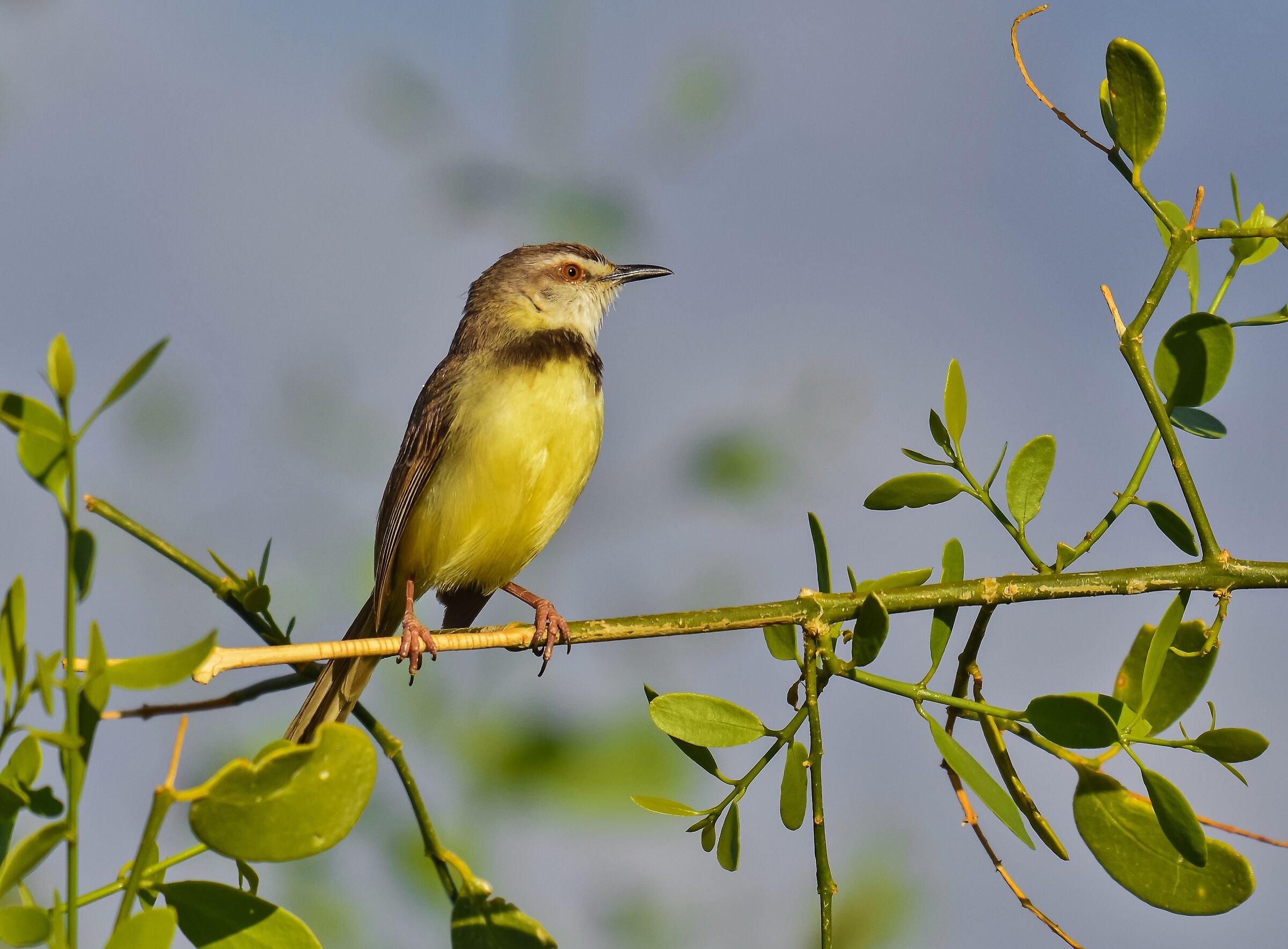 La prinia dal petto nero