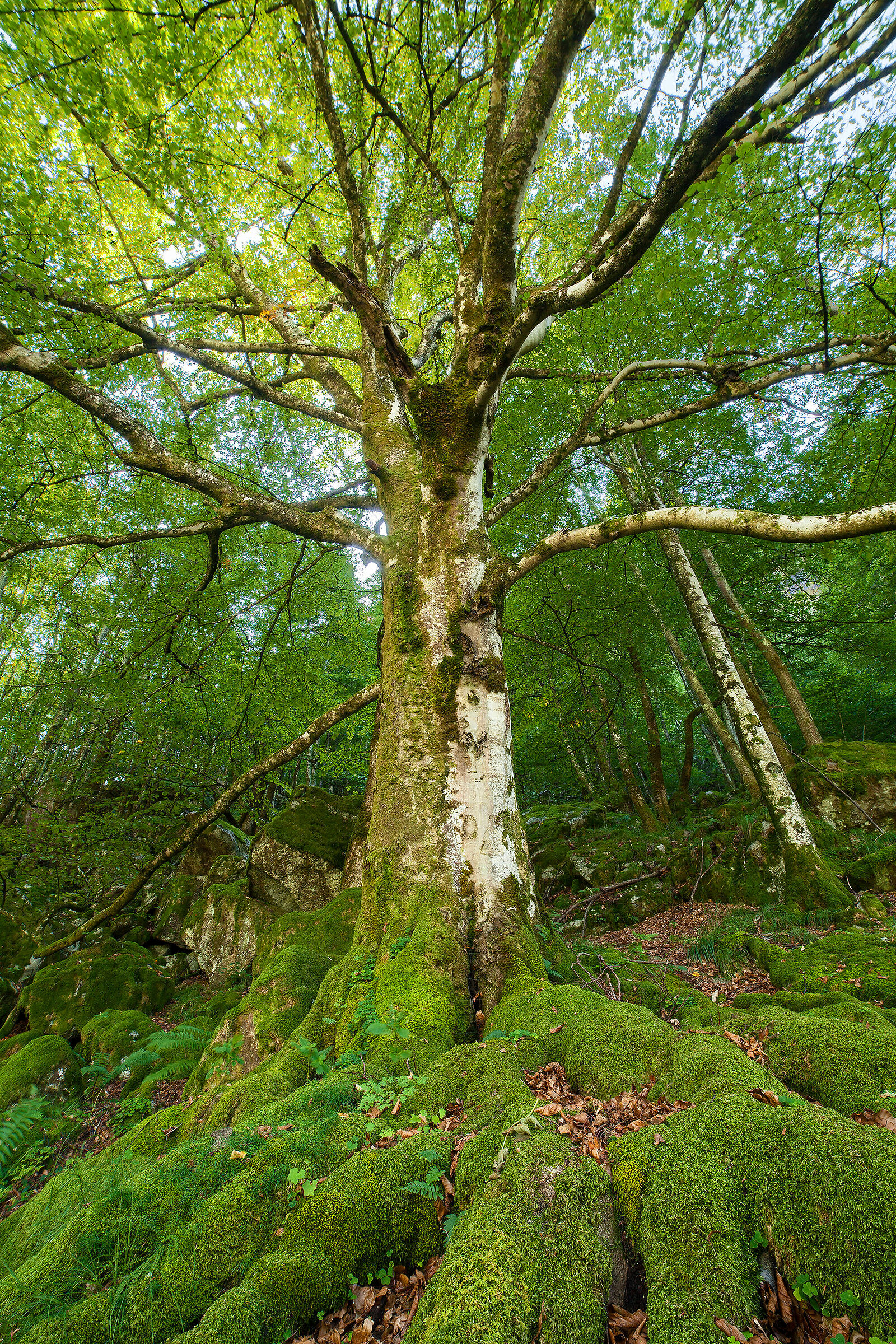 Dove sono i folletti?