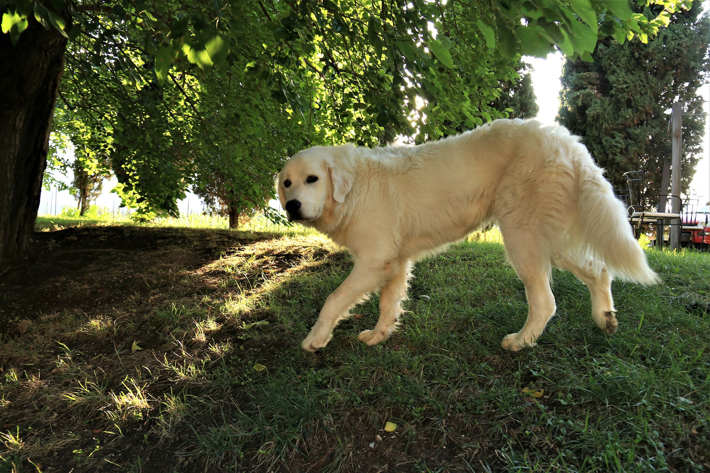 Ella..la padrona del podere