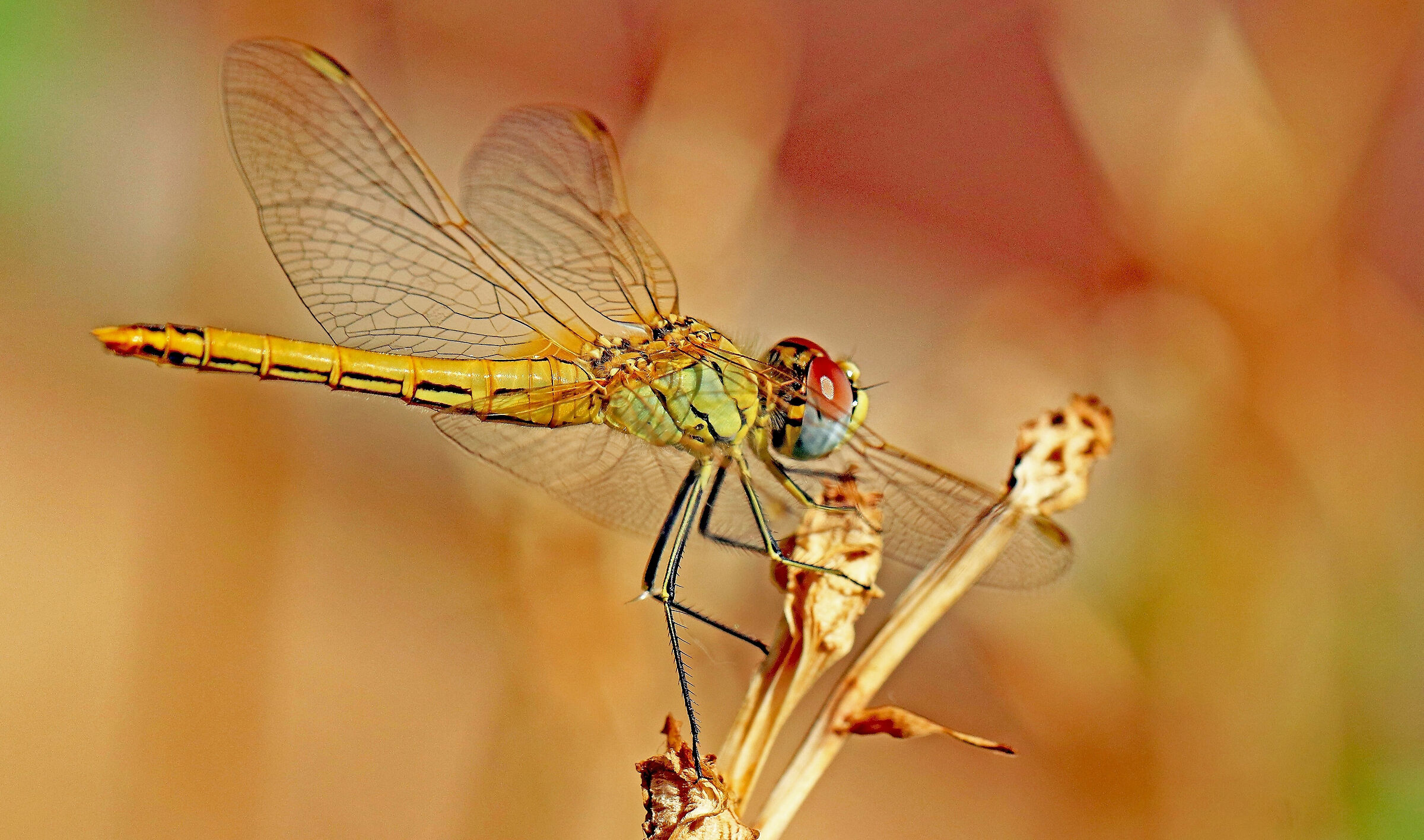 Libellula -2 (Sympetrum fonscolombii) - Liguria 2019