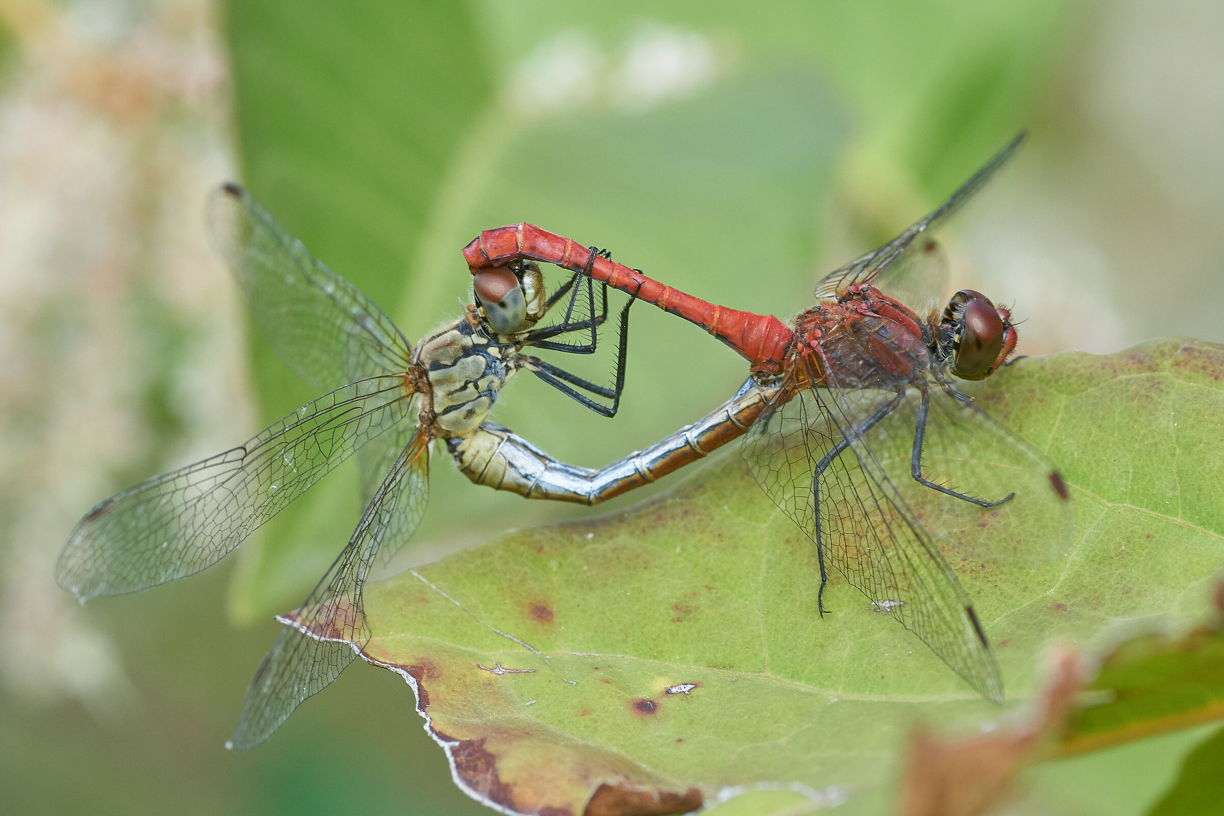 Sympetrum sanguineum