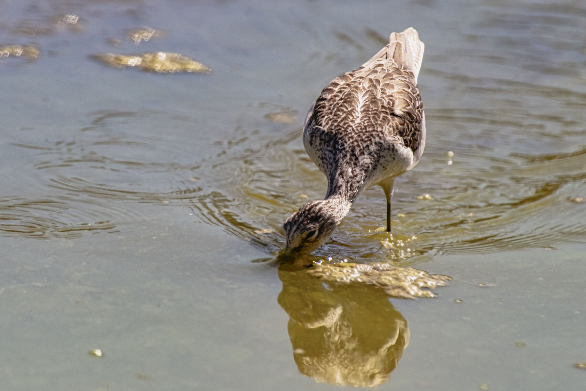 Pantana in pastura...circolare