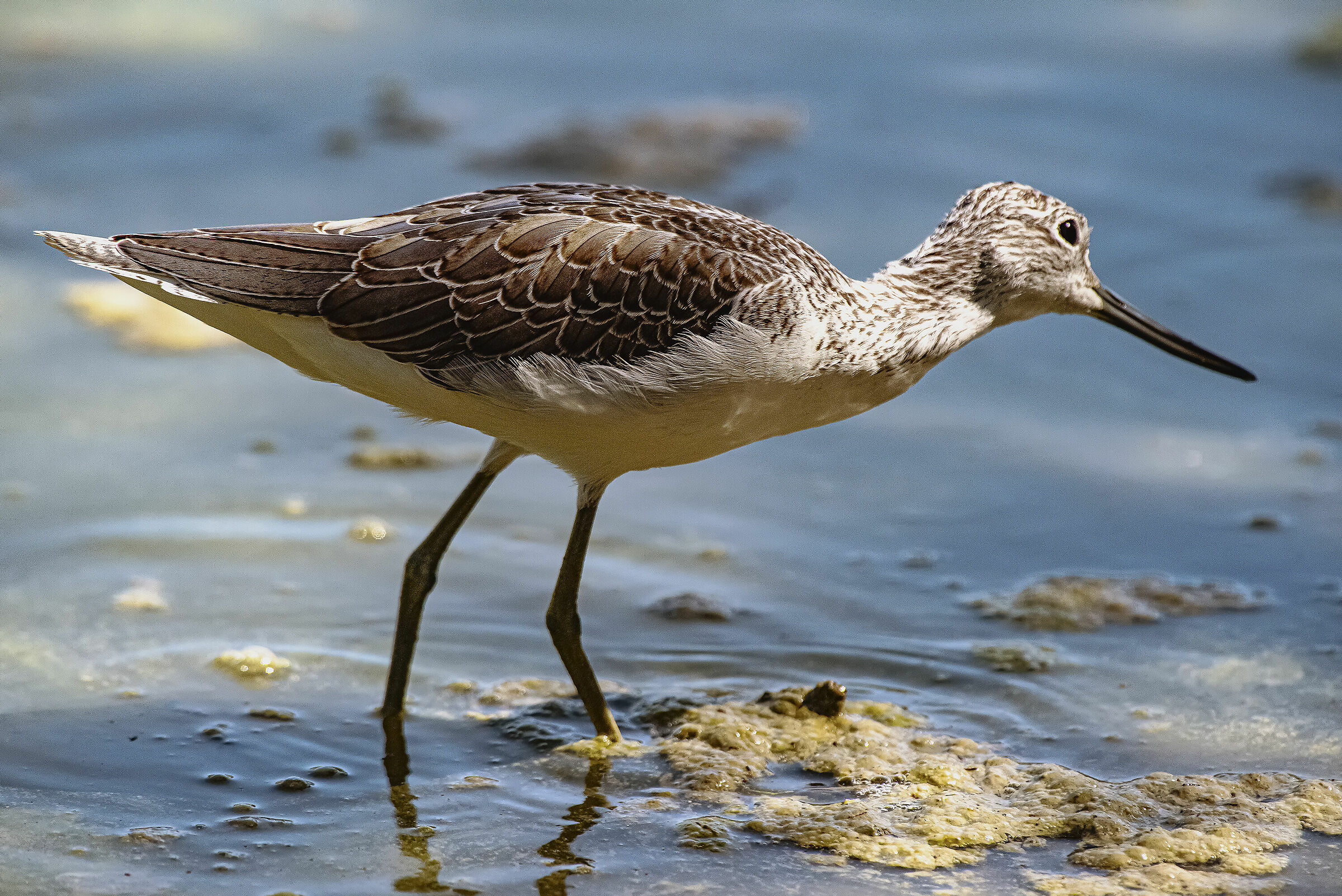 Pantana in osservazione
