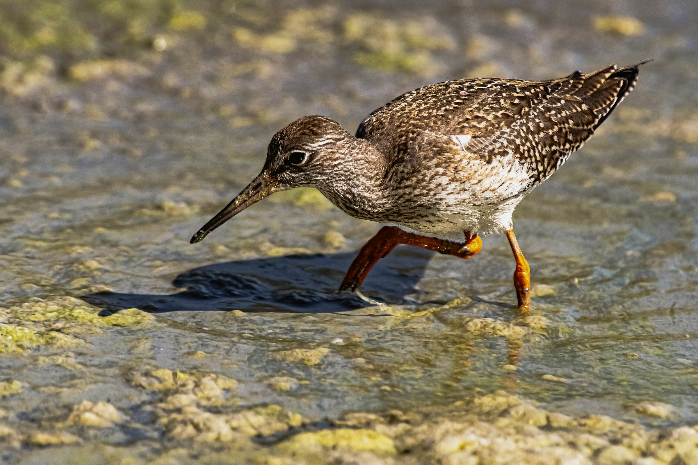 Totano Moro in pastura