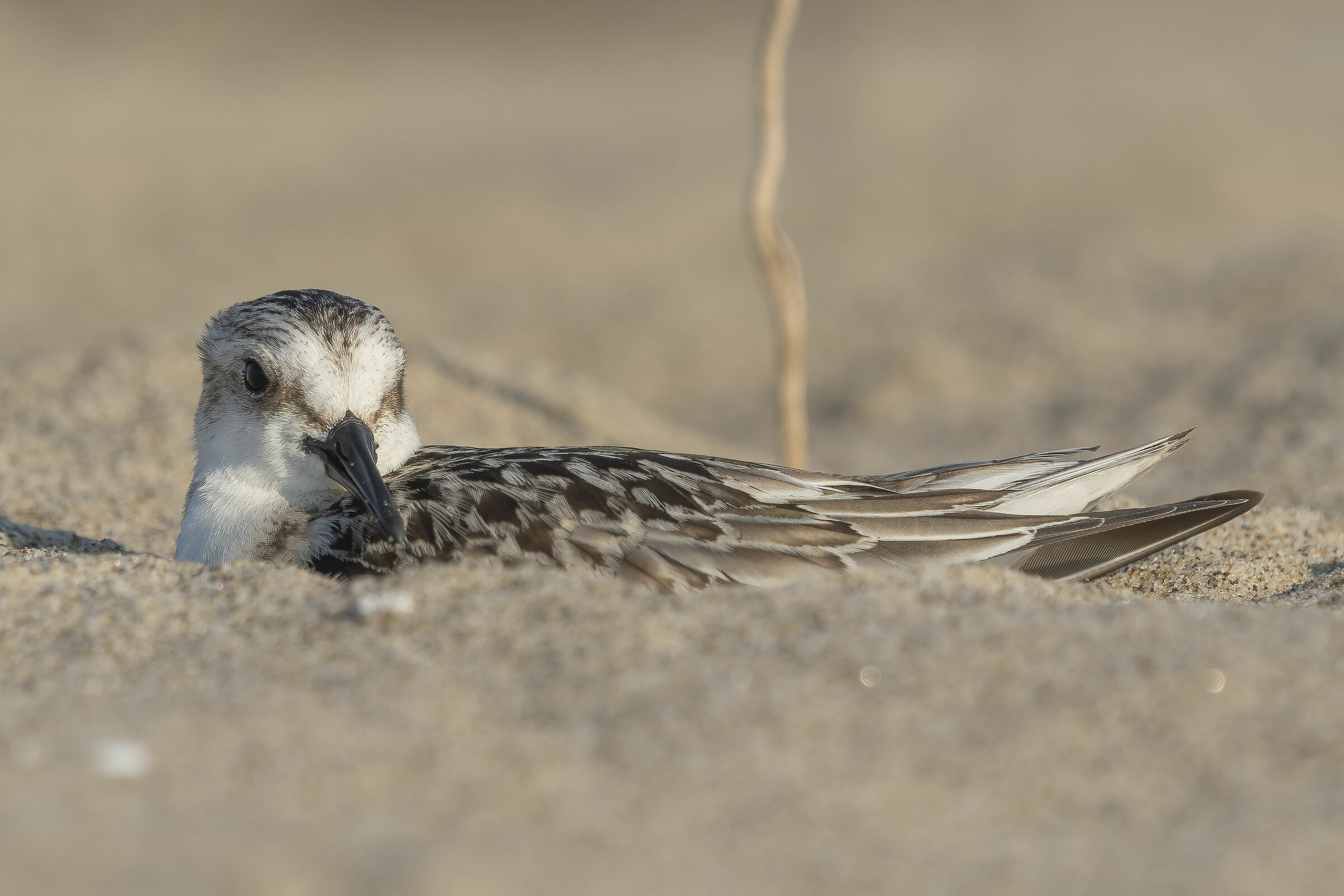 camouflage... P.Tridactyl