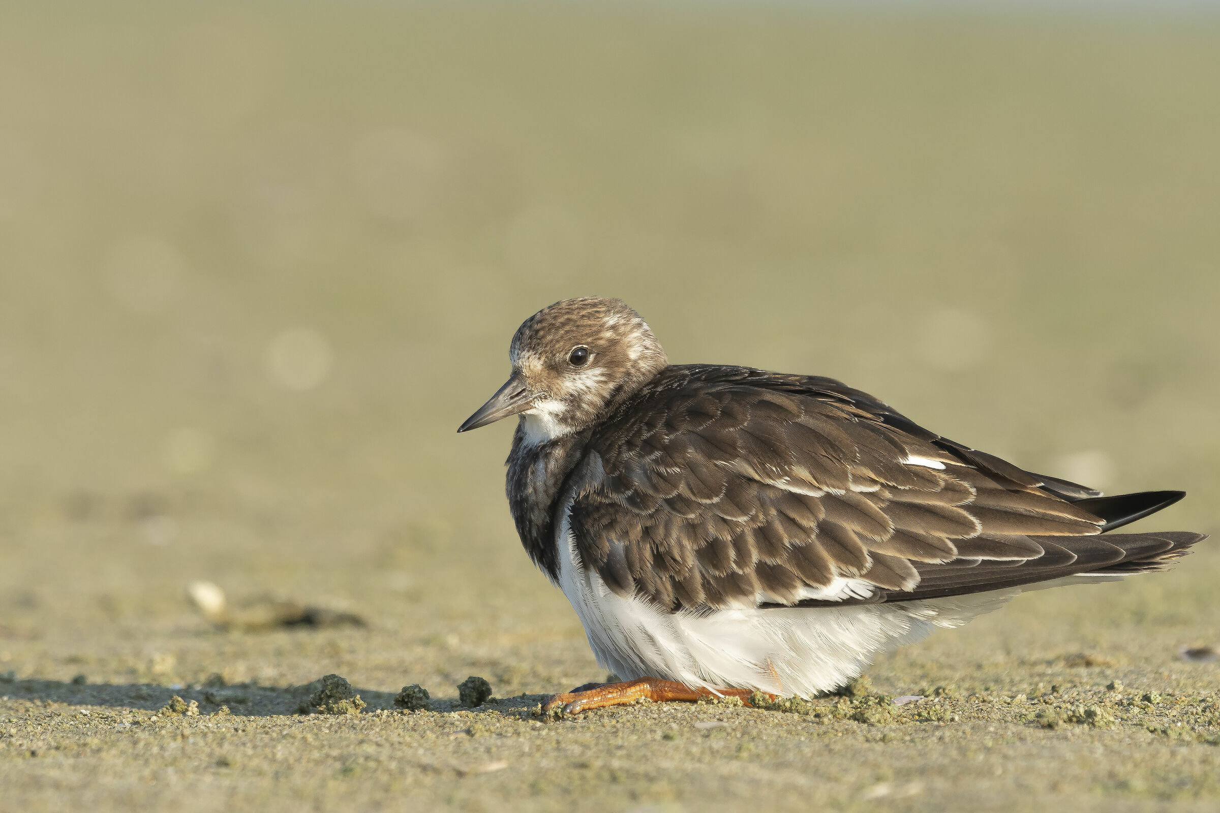 !!! crouch Stay still!!! How do you move!!!! ???Volt