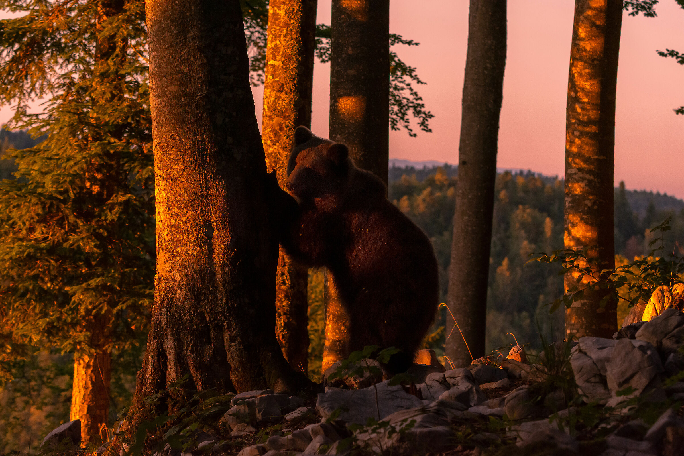 Brown Bear at Sunset