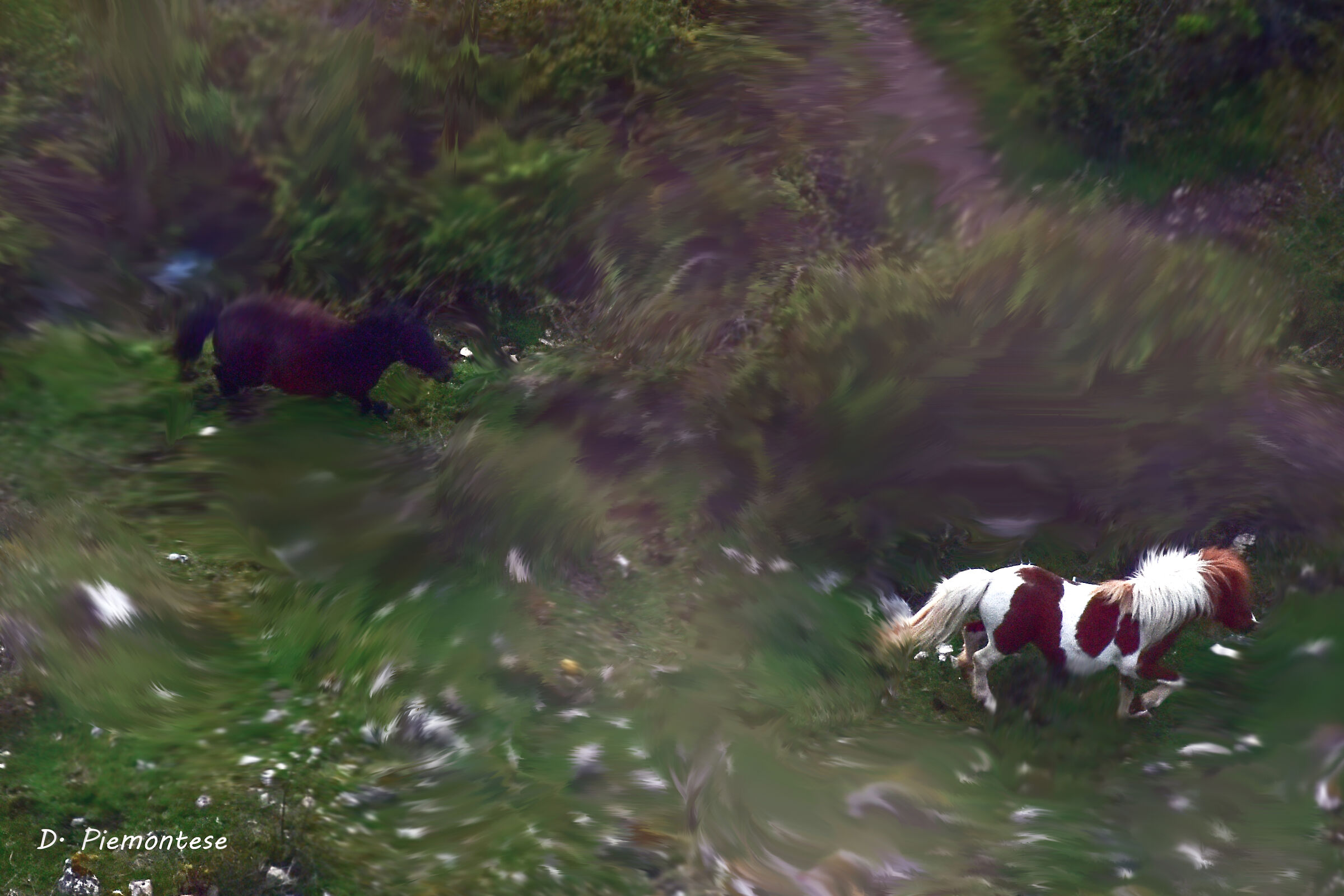 Horses in the pasture