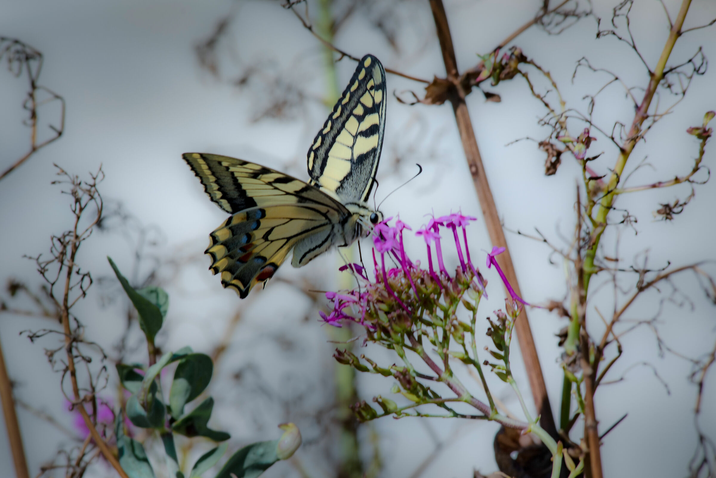 Swallowtail