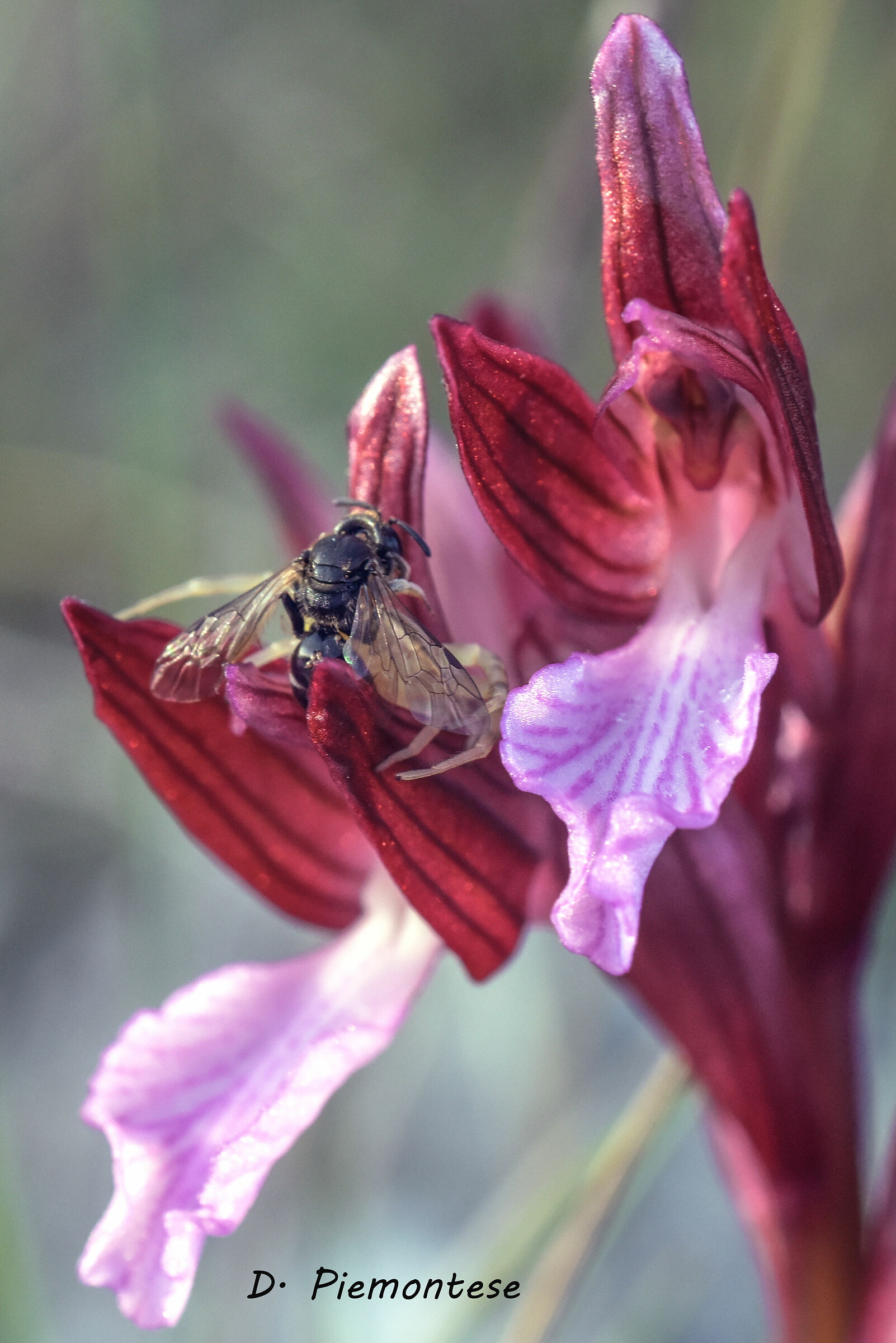 Spontaneous oragres of Gargano
