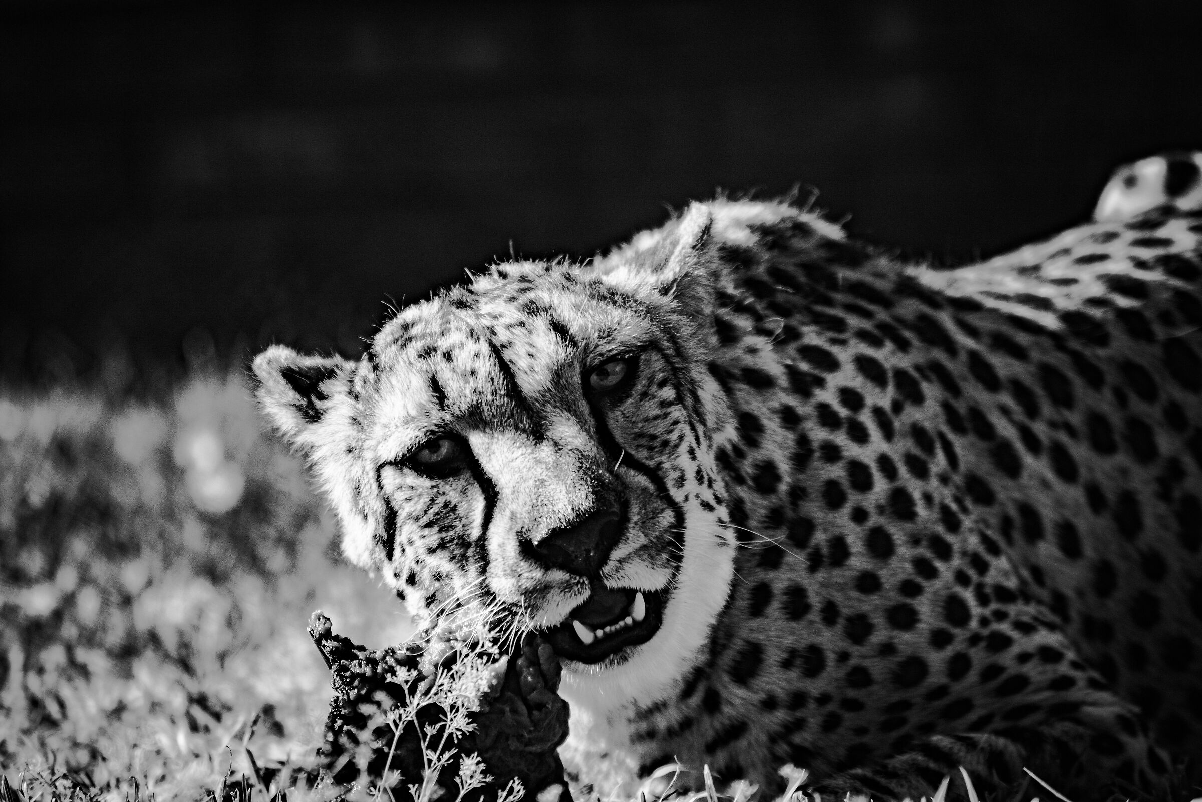 Cheetah - Namibia 2019