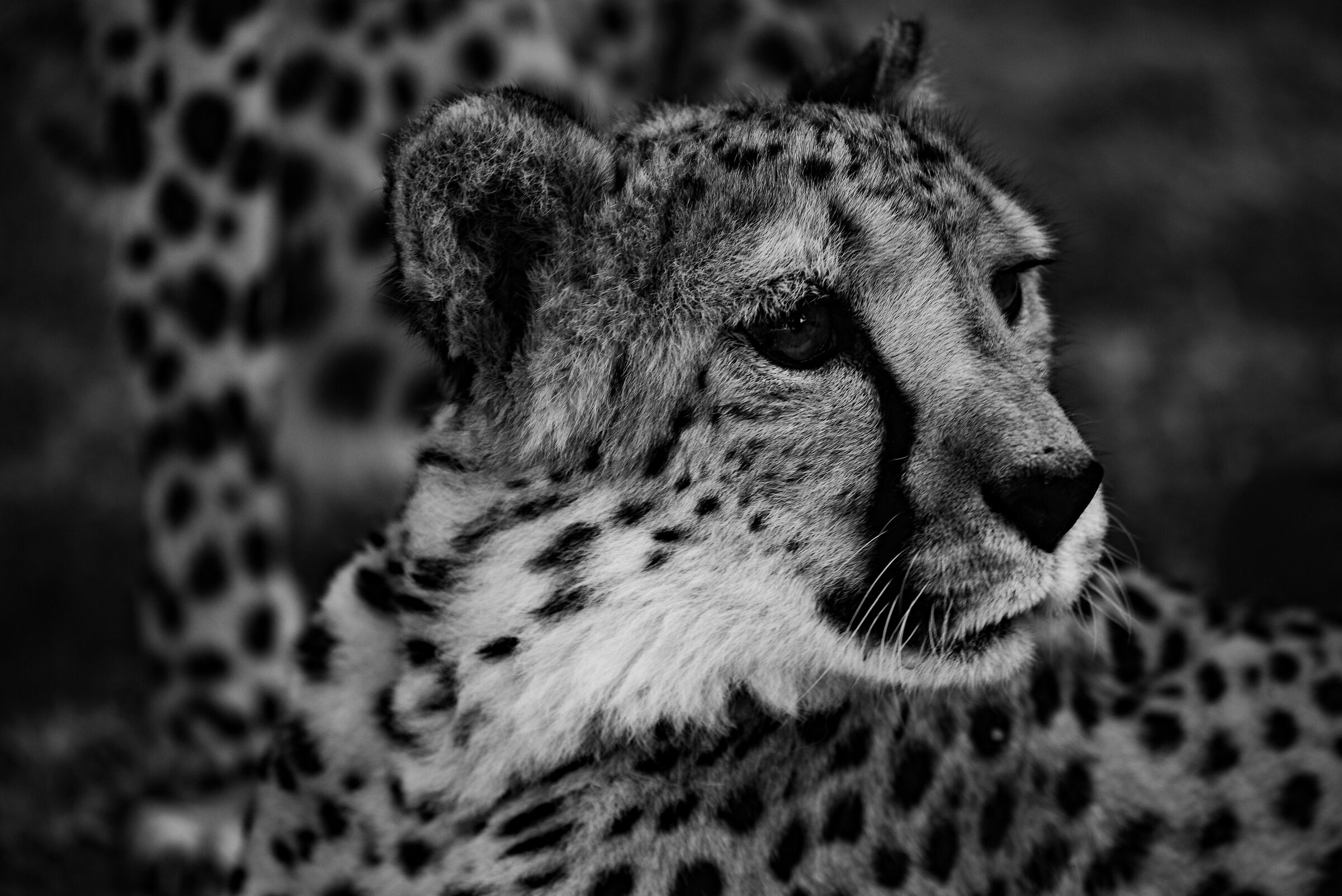 Cheetah - Namibia 2019
