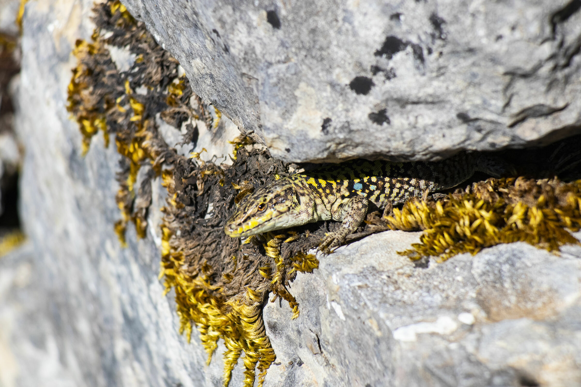 bello prendere il sole