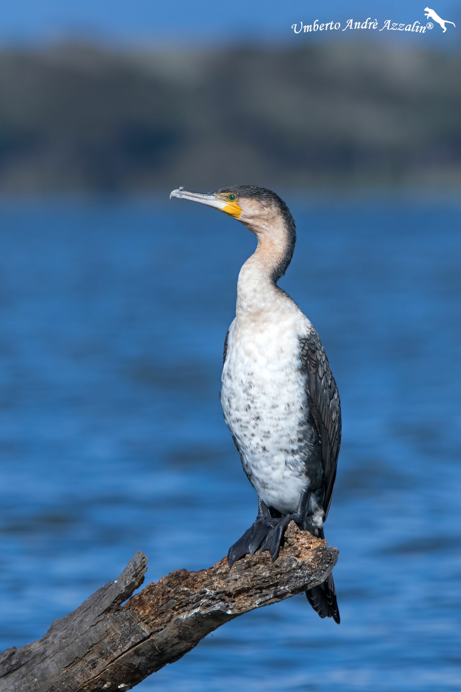 Cormorano