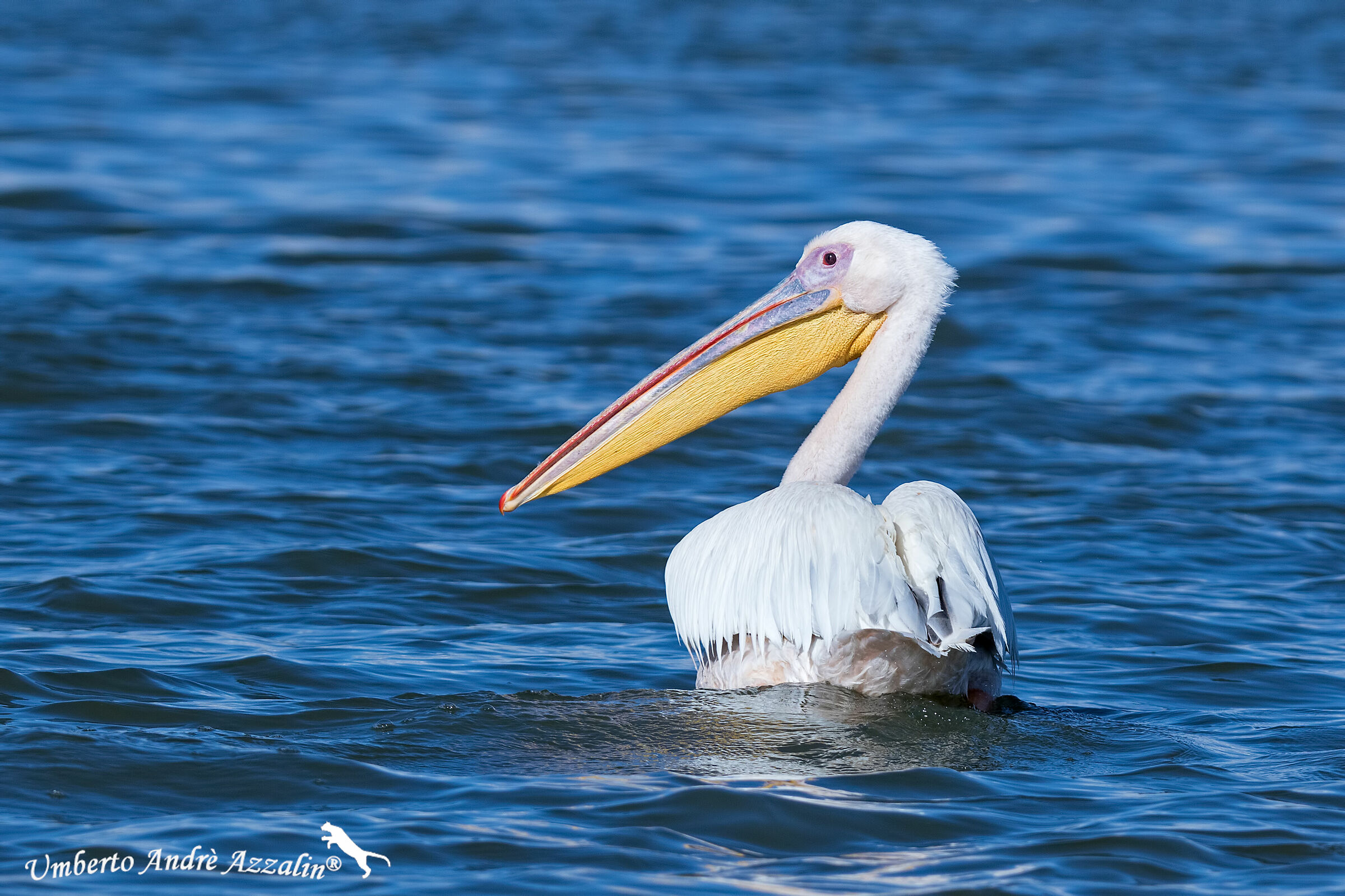 Pelican