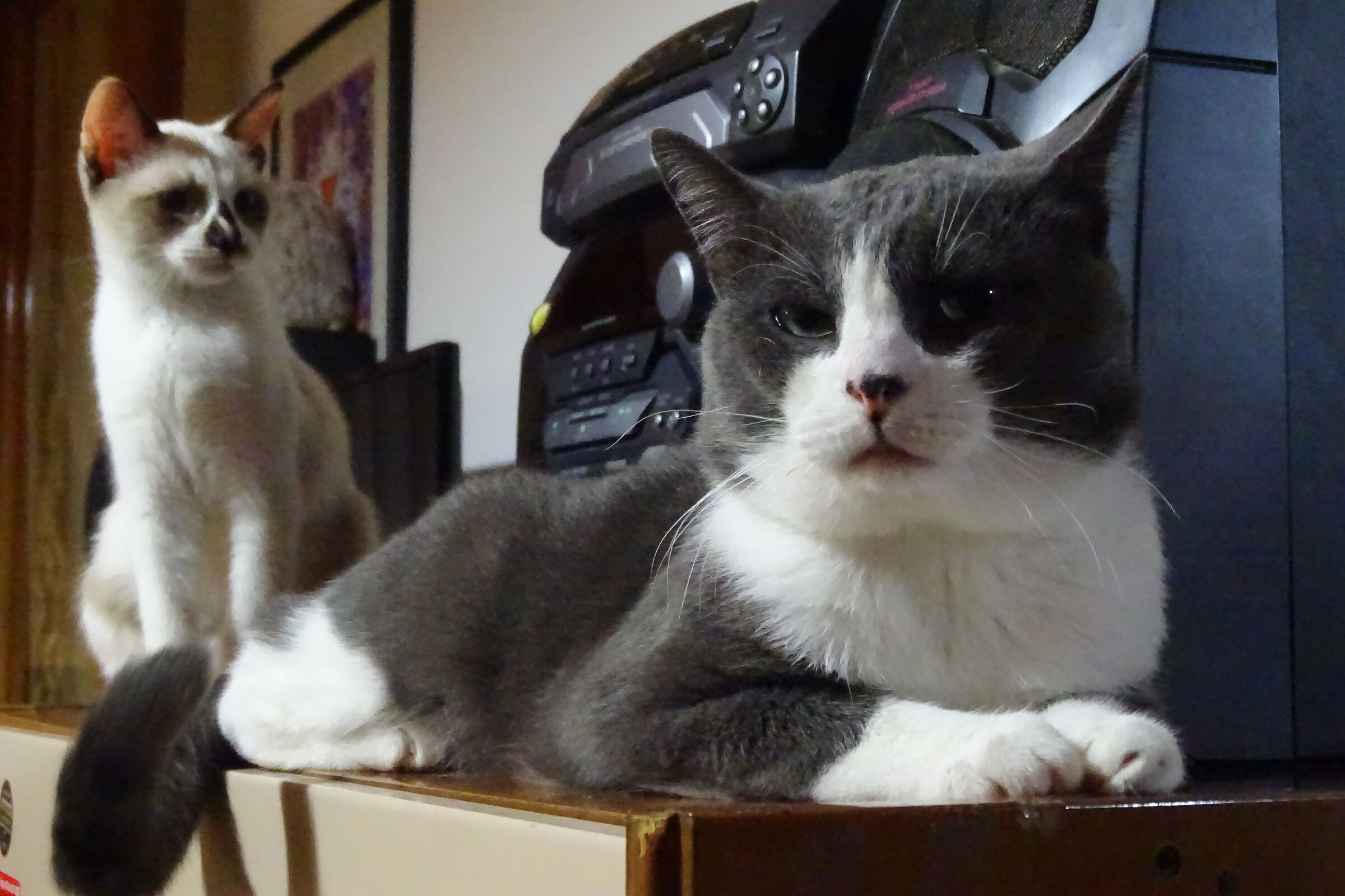 Lucky and Lulu