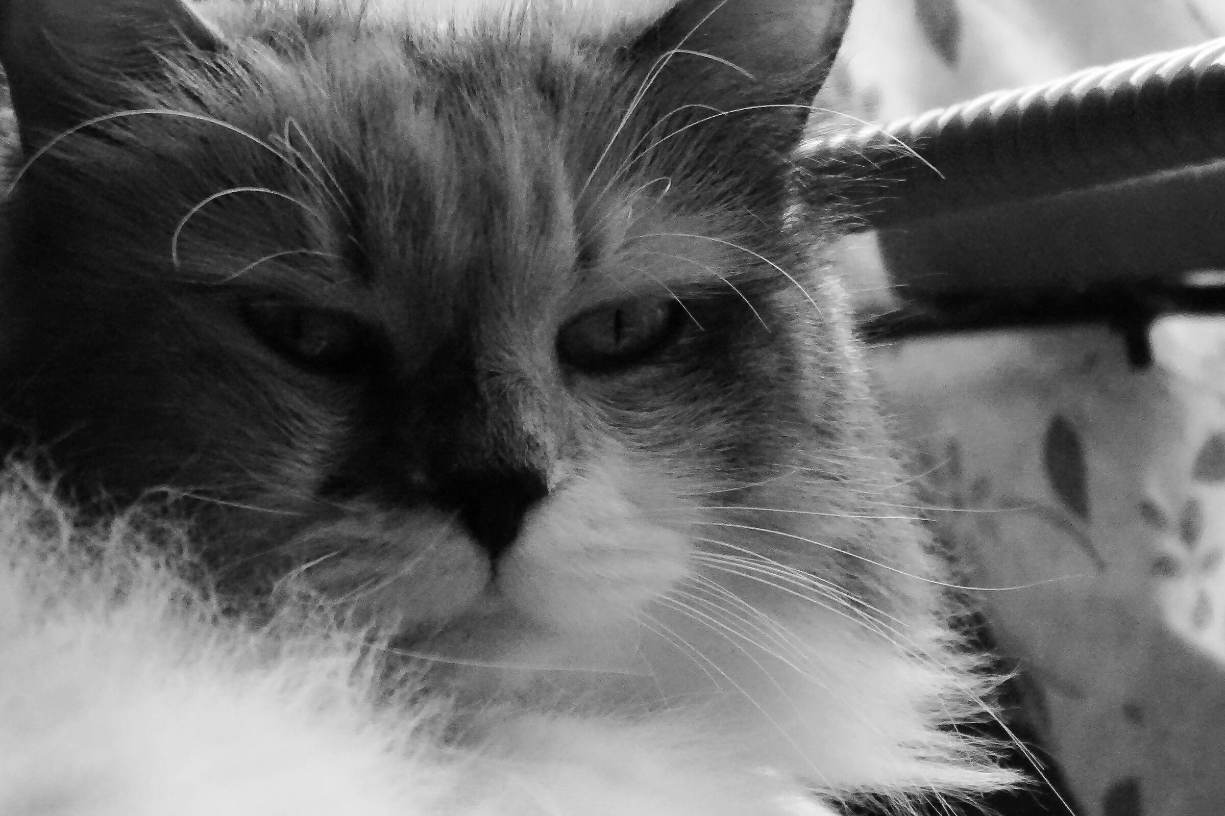 Ketty, 2012 2