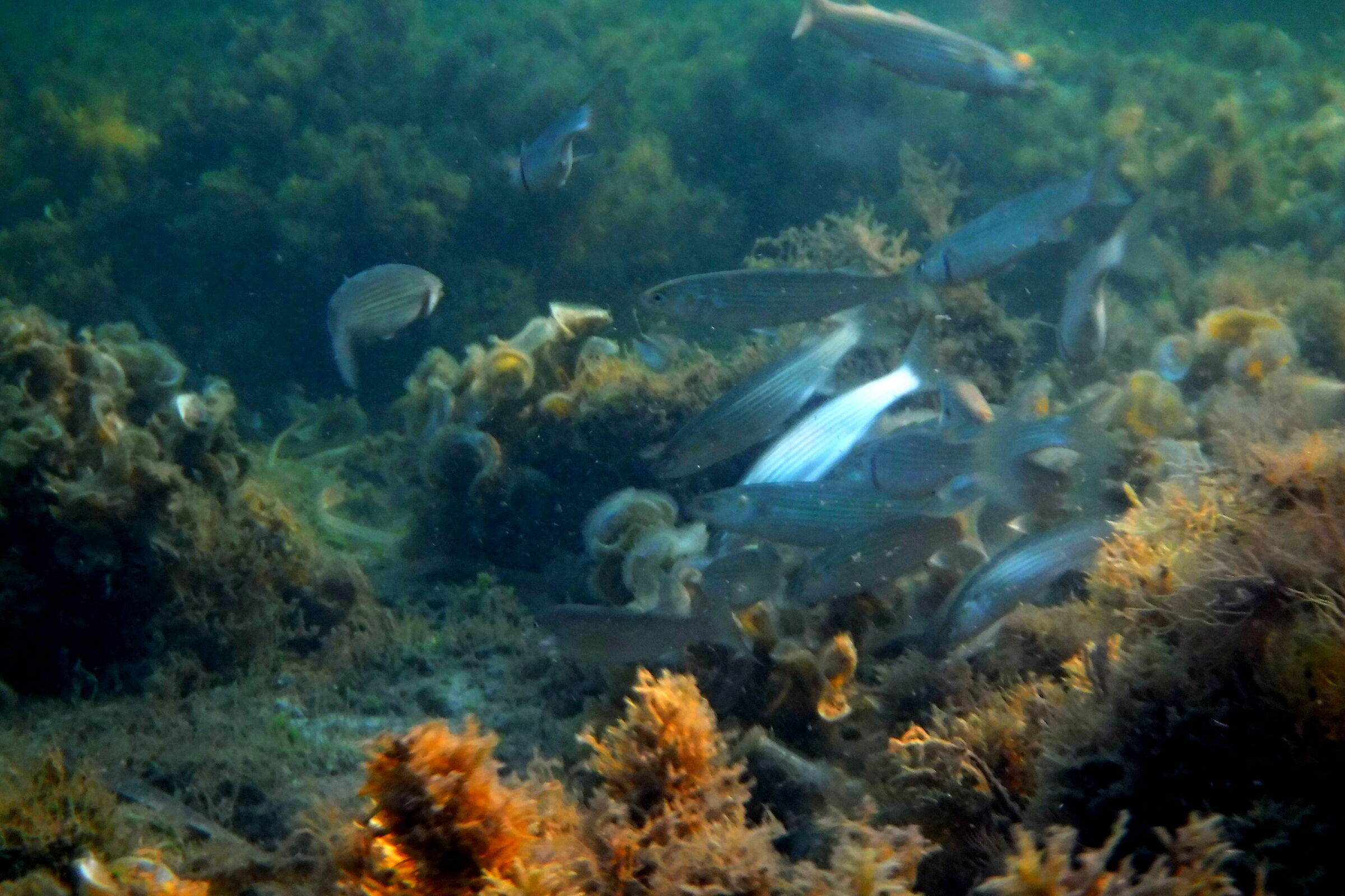 Fish at the bottom of the sea