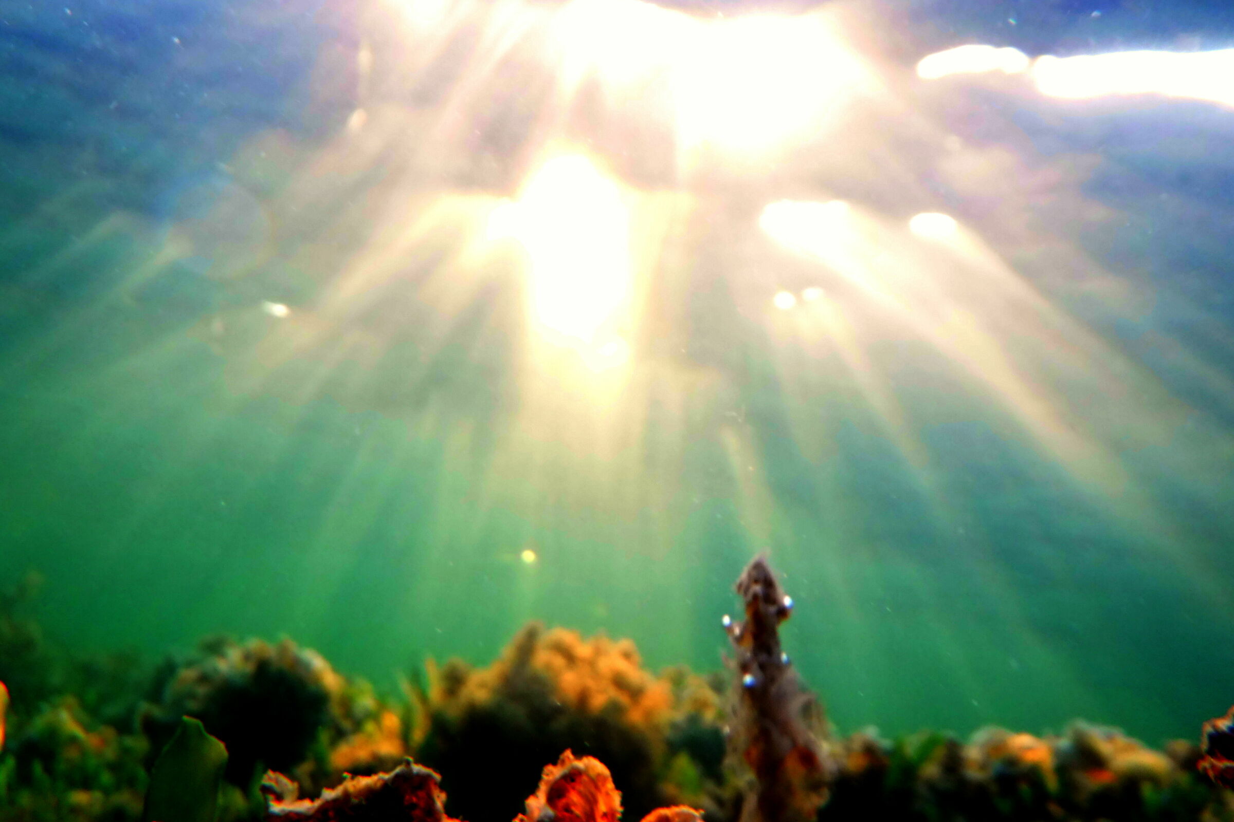 The unknown life, illuminated by what is known