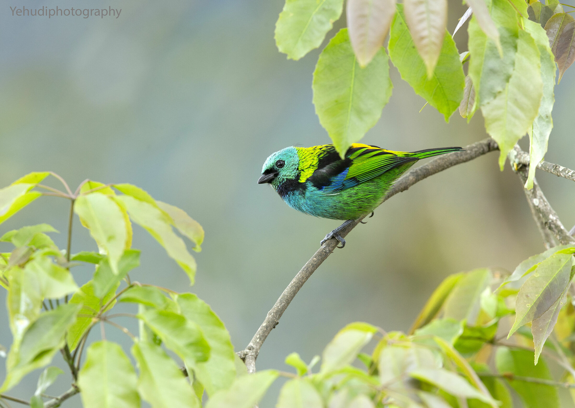 Tanager Testa Verde