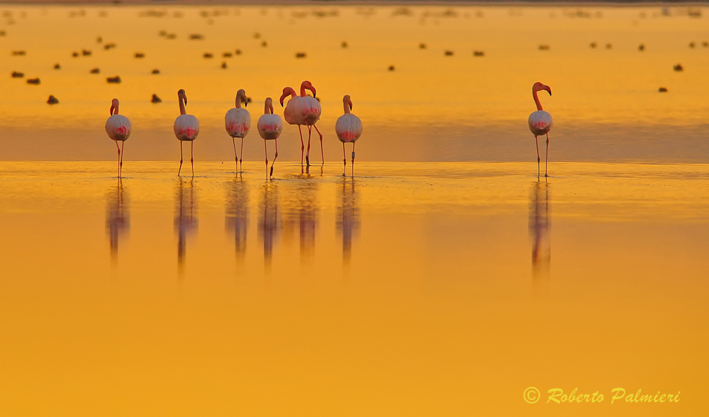 Pink Flamingos at sunset