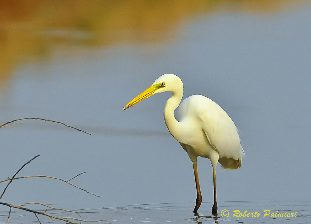 White Heron Major