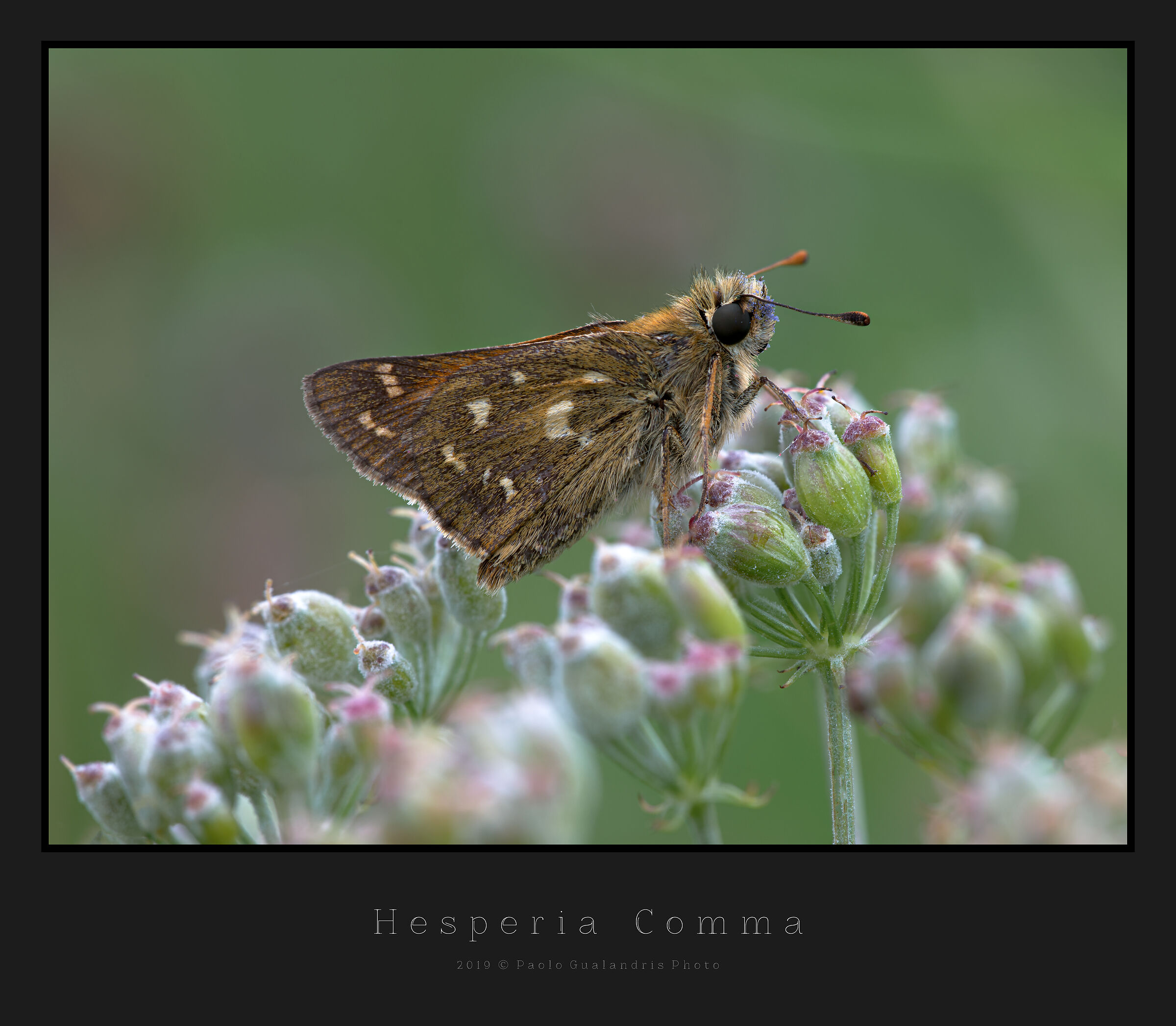 Hesperia Comma