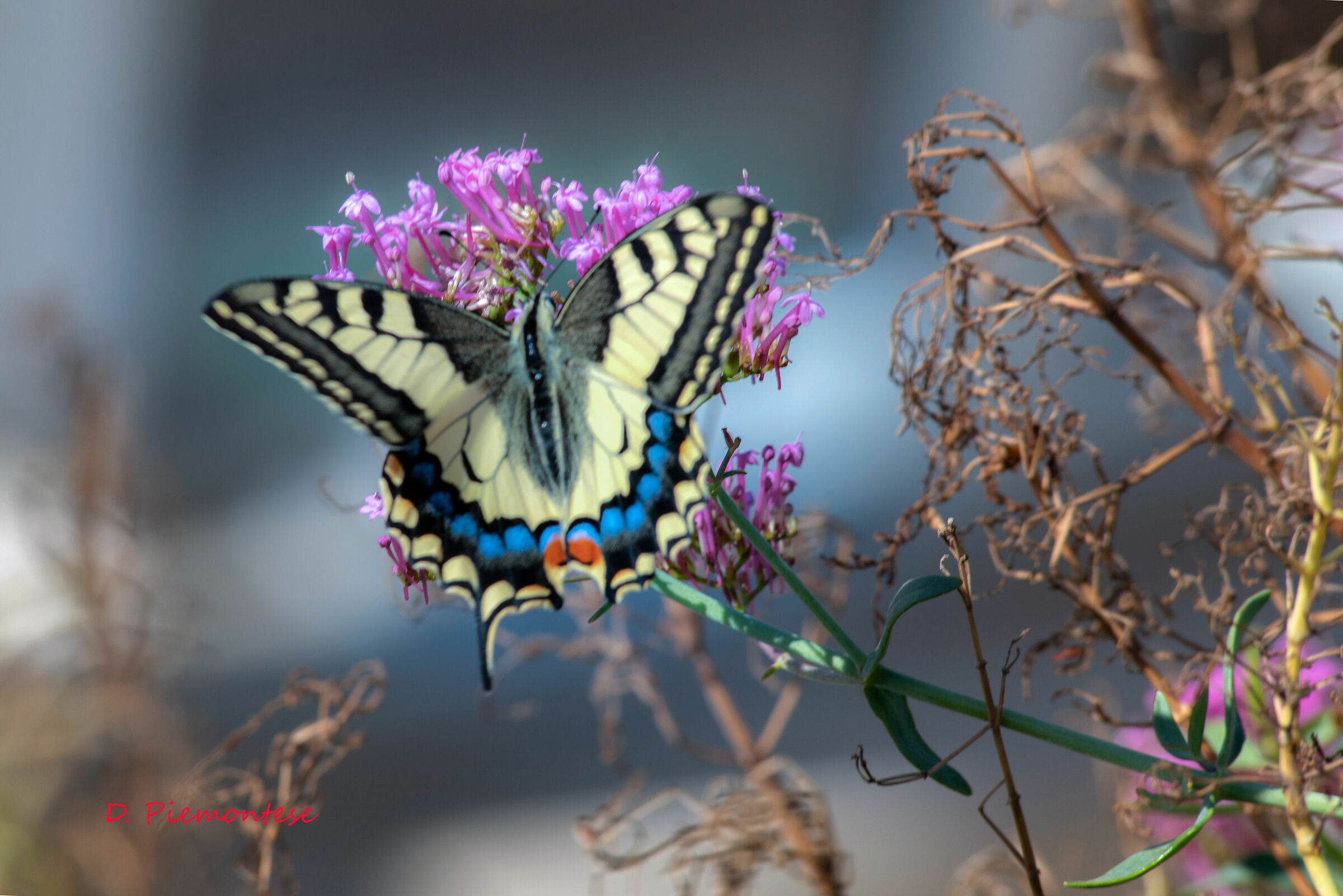 Swallowtail