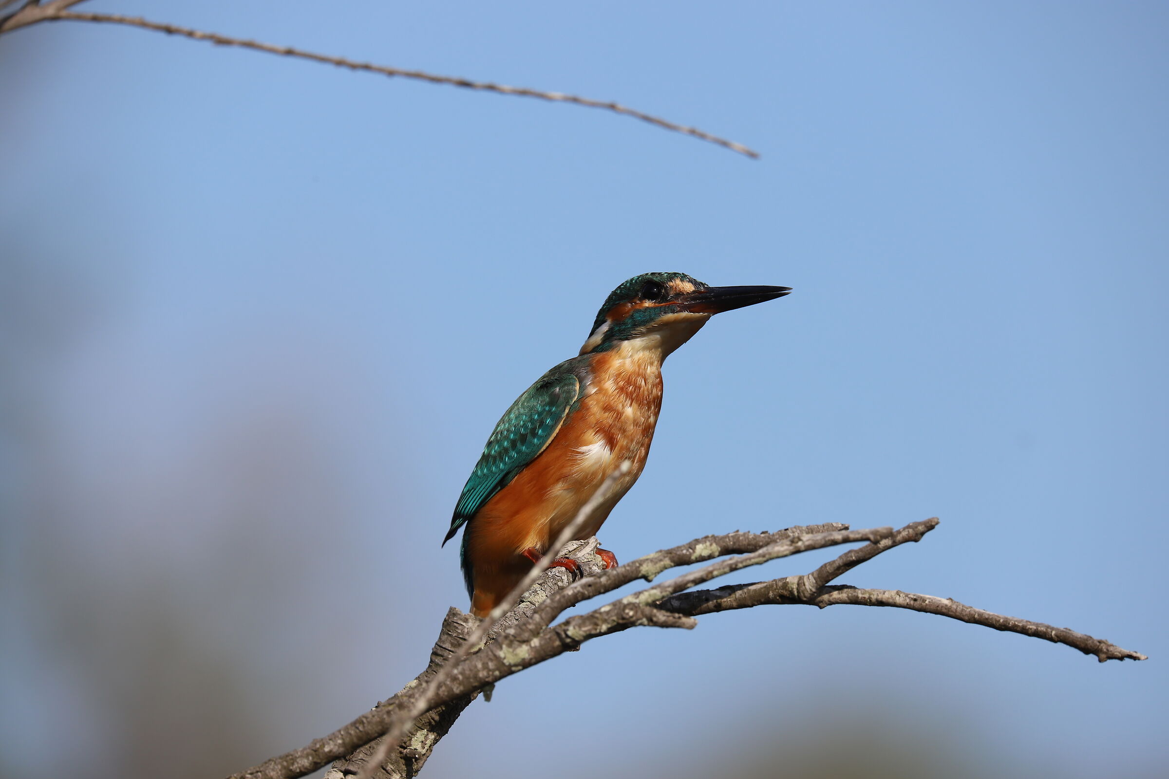 Kingfisher
