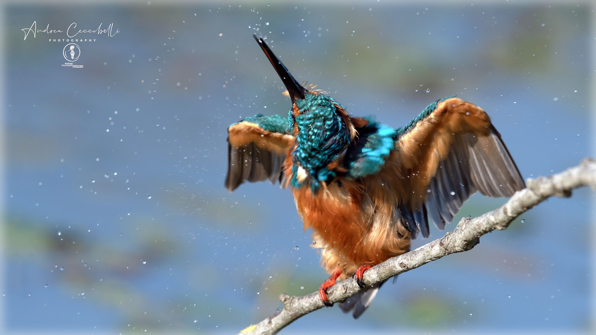 Kingfisher
