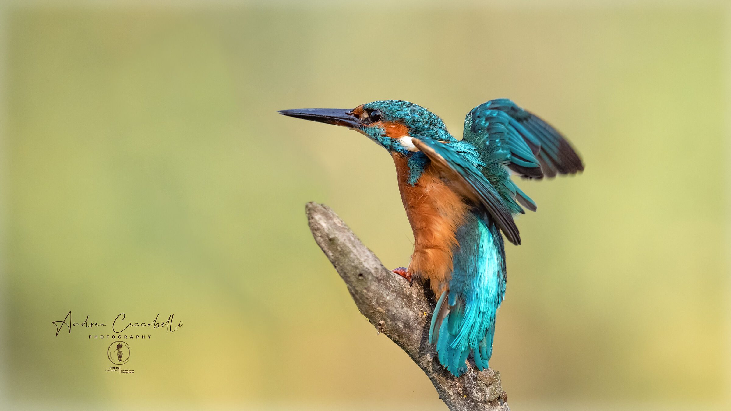 Kingfisher