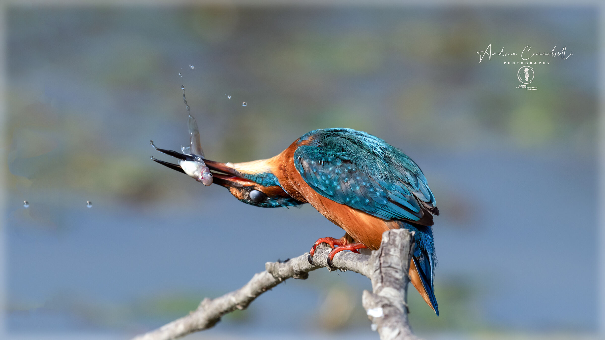 Kingfisher