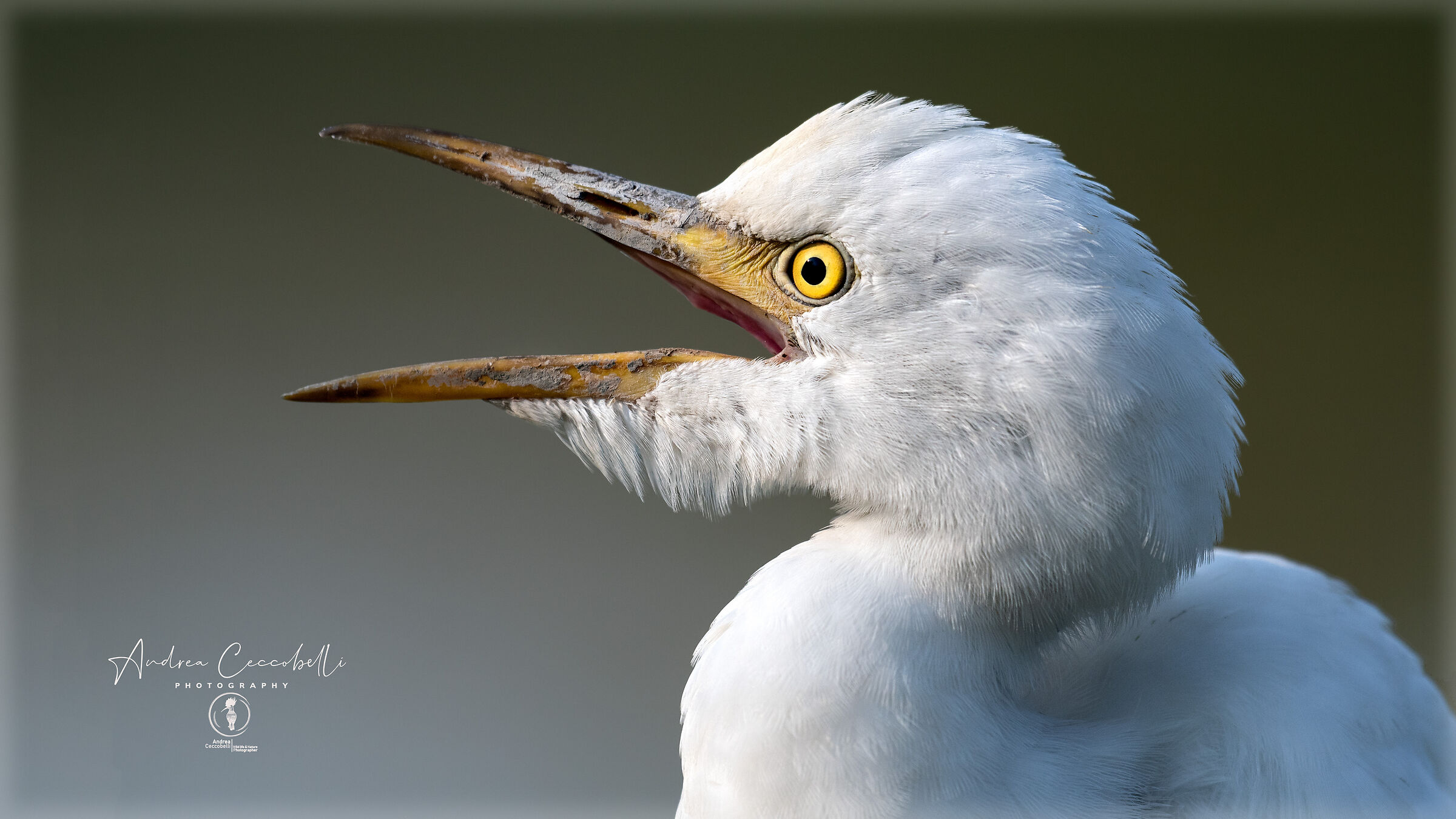 Airone guardabuoi portrait