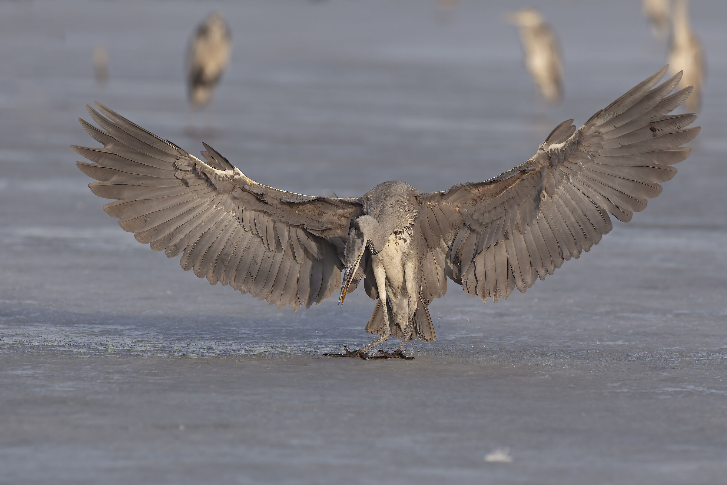 L'inchino Airone Cenerino