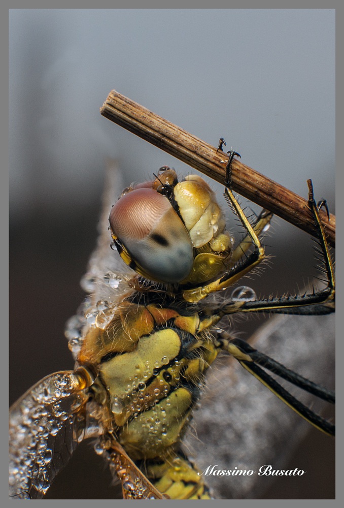 portrait of dragonfly