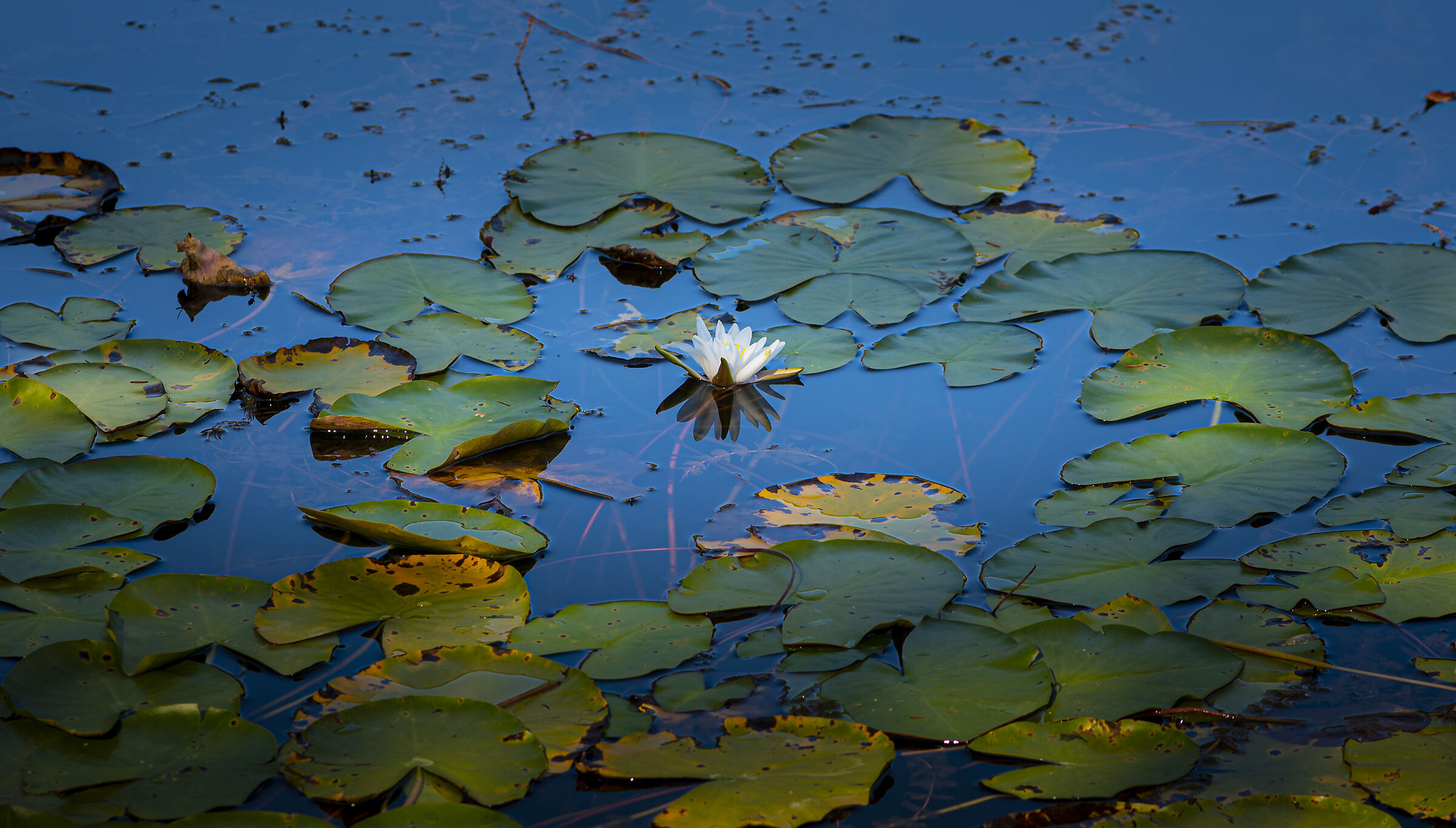 The Last Water Lily