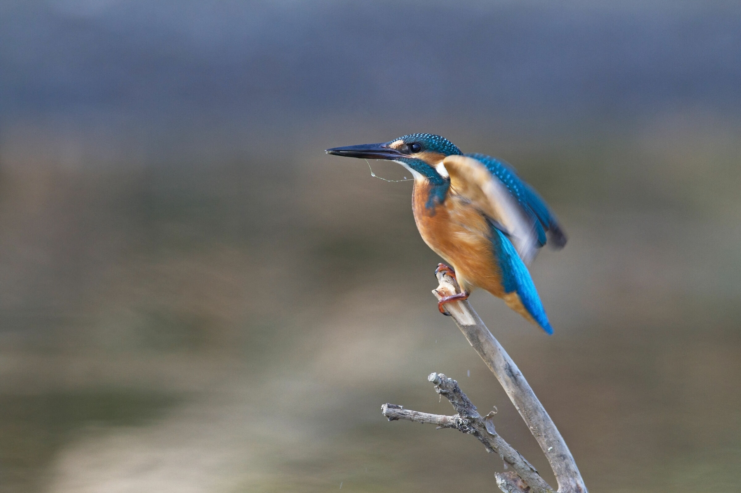 martin m inv pescatore