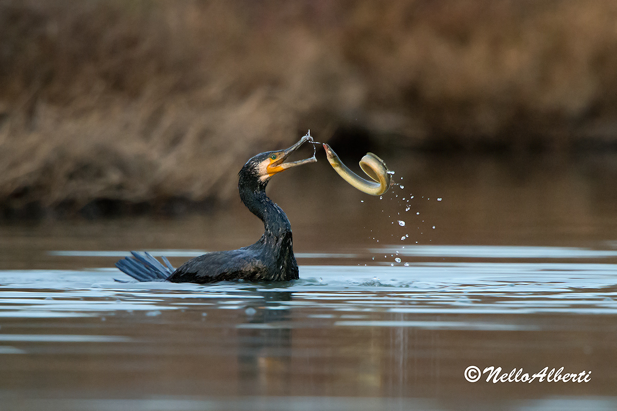 12800  ISO cormorano 2013