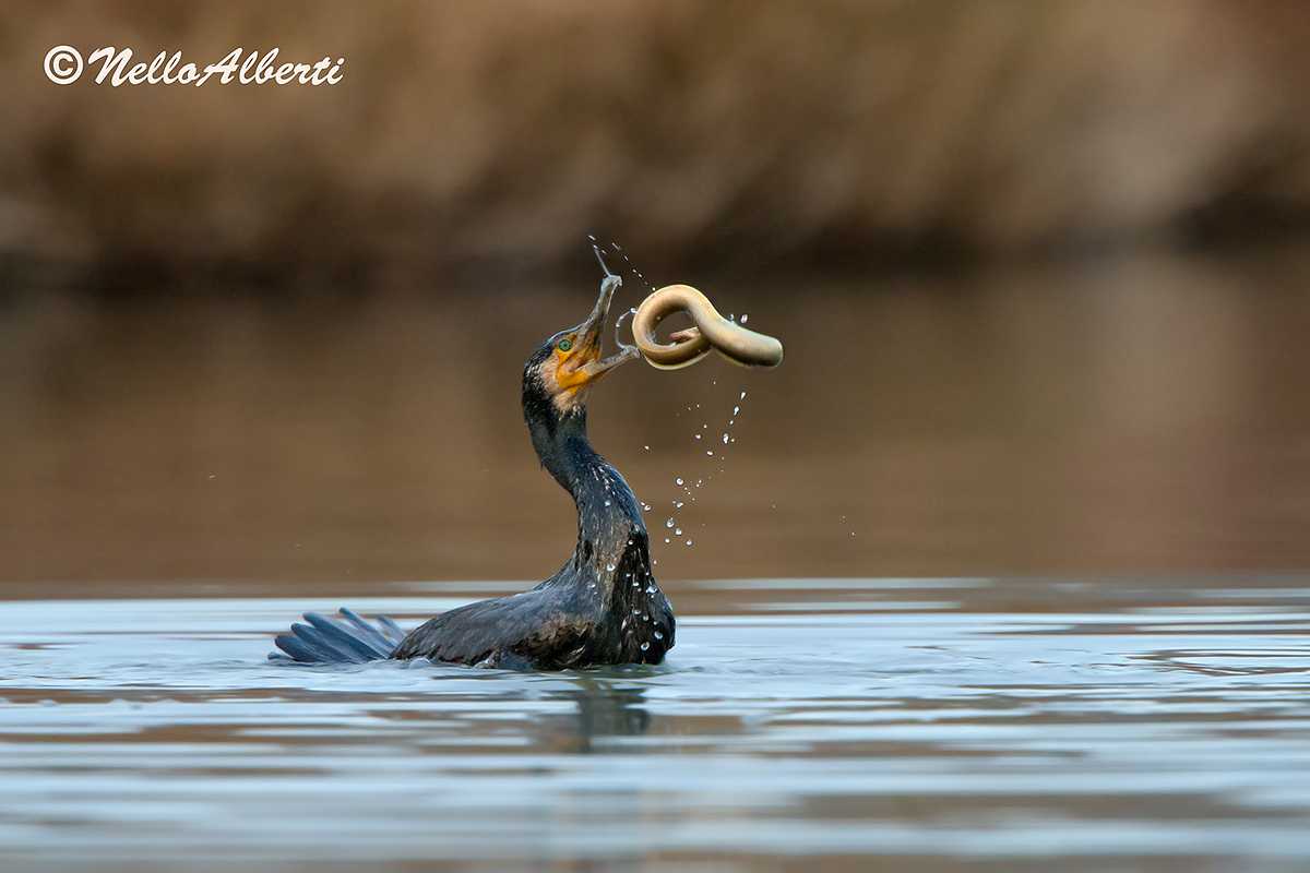 8000 ISO cormorano 2013
