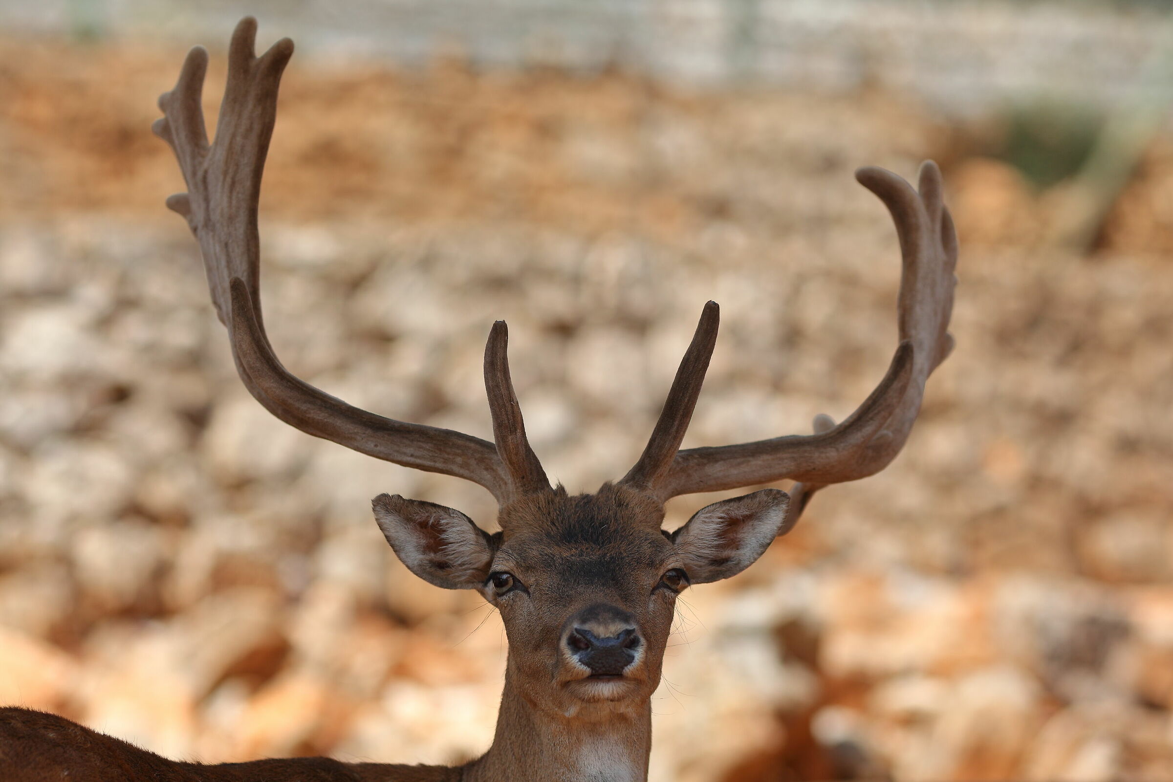 Cervo al parco faunistico di Fasano