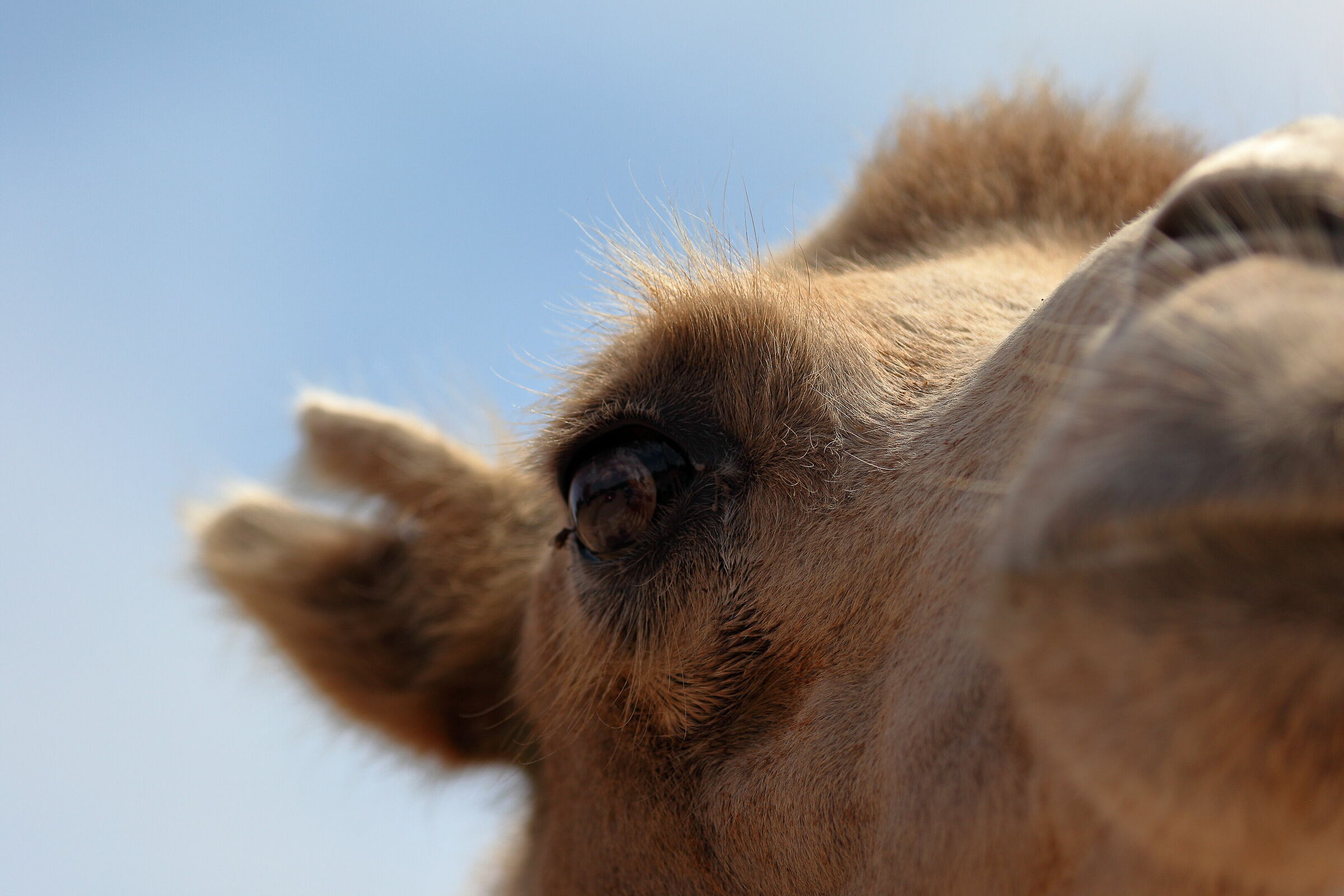 Dromedario al parco faunistico di Fasano
