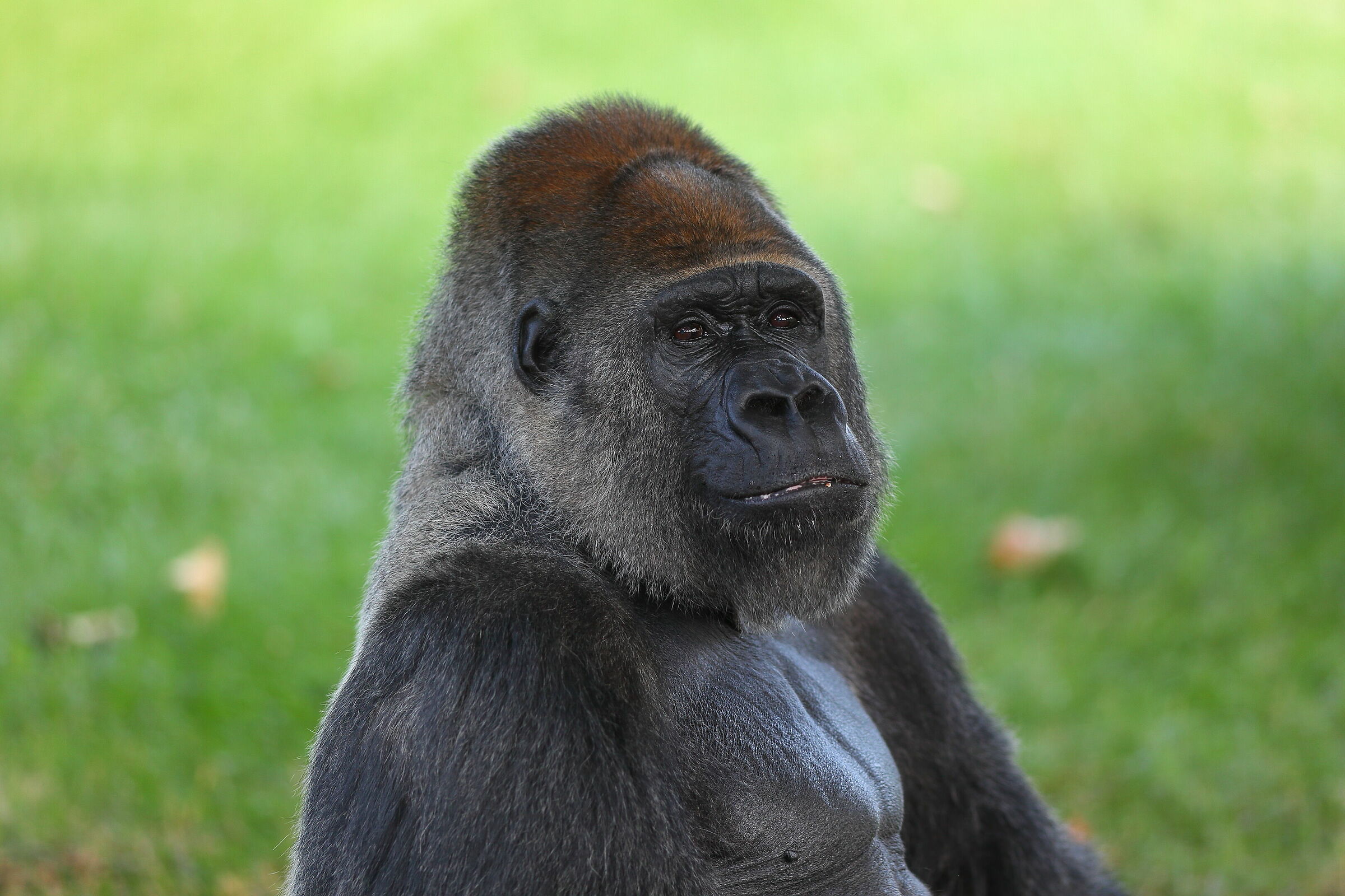 Gorilla at Fasano Wildlife Park